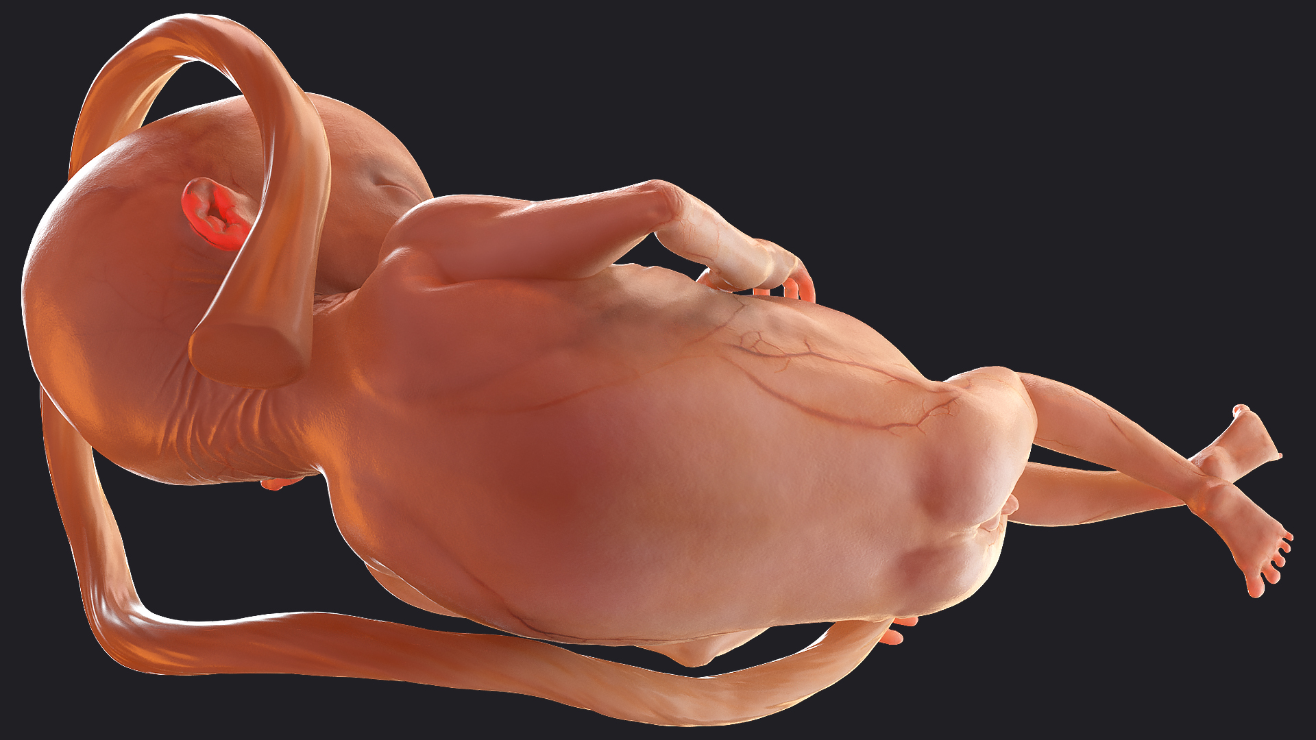 Human Fetus 16 Weeks Rigged 3D