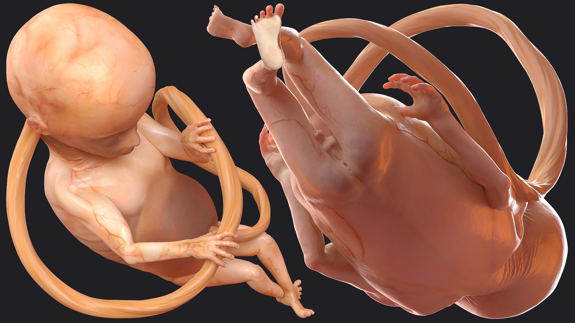 Human Fetus 16 Weeks Rigged 3D