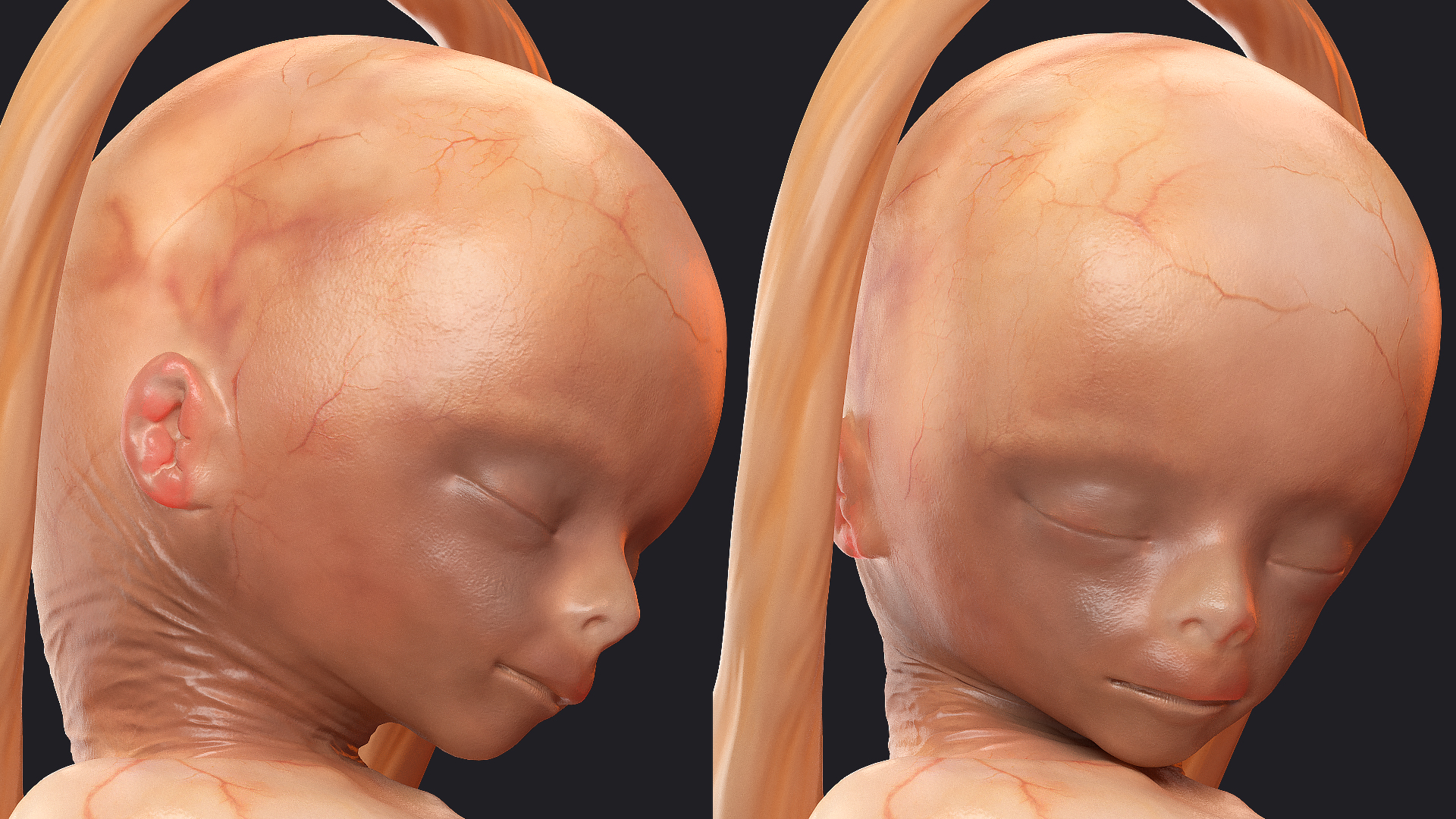 Human Fetus 16 Weeks Rigged 3D