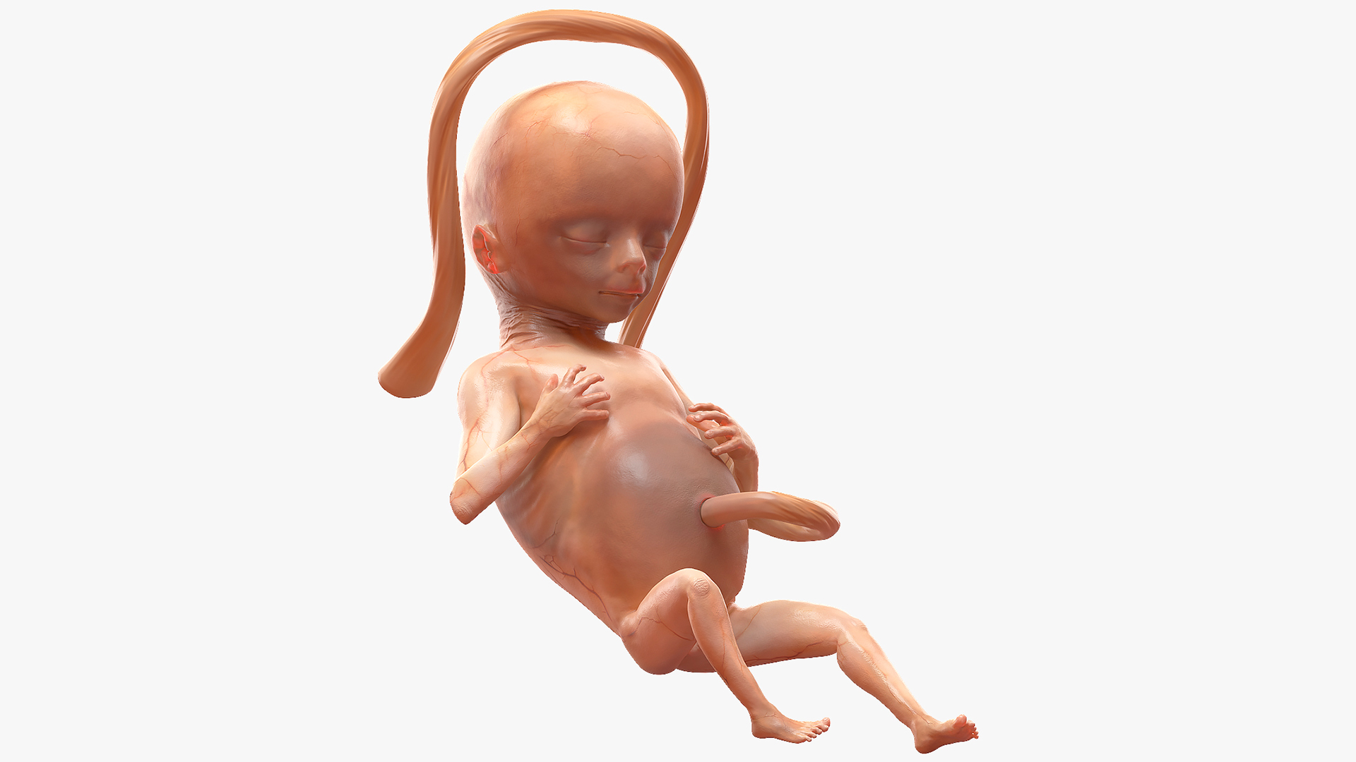 Human Fetus 16 Weeks Rigged 3D