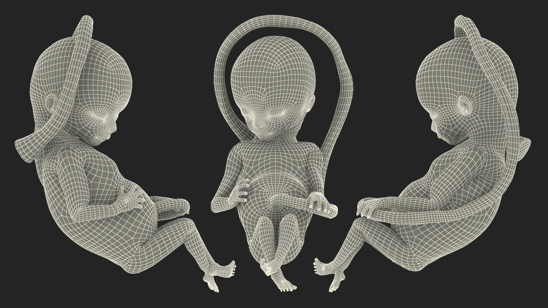 Human Fetus 16 Weeks Rigged 3D