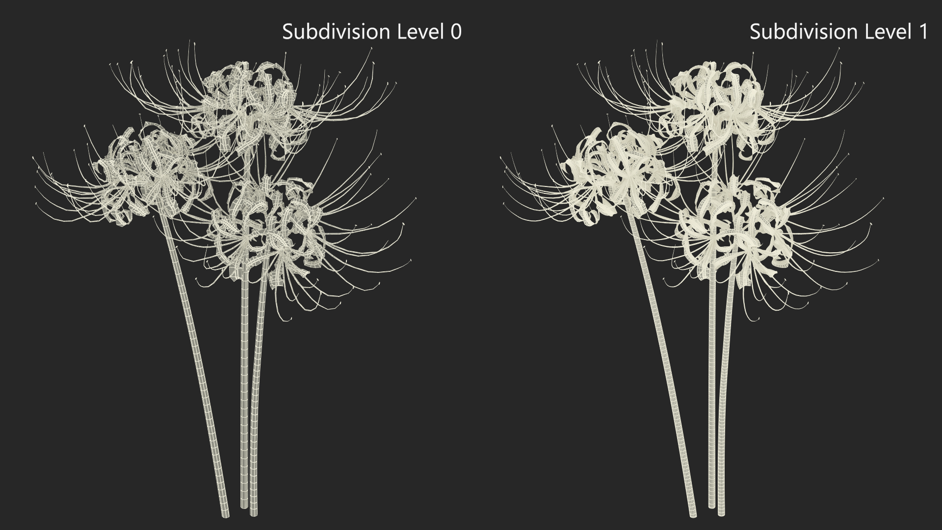 Spider Lily Flowers Bouquet 3D
