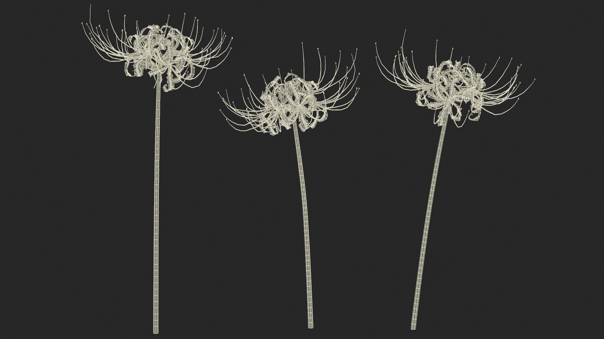 Spider Lily Flowers Bouquet 3D