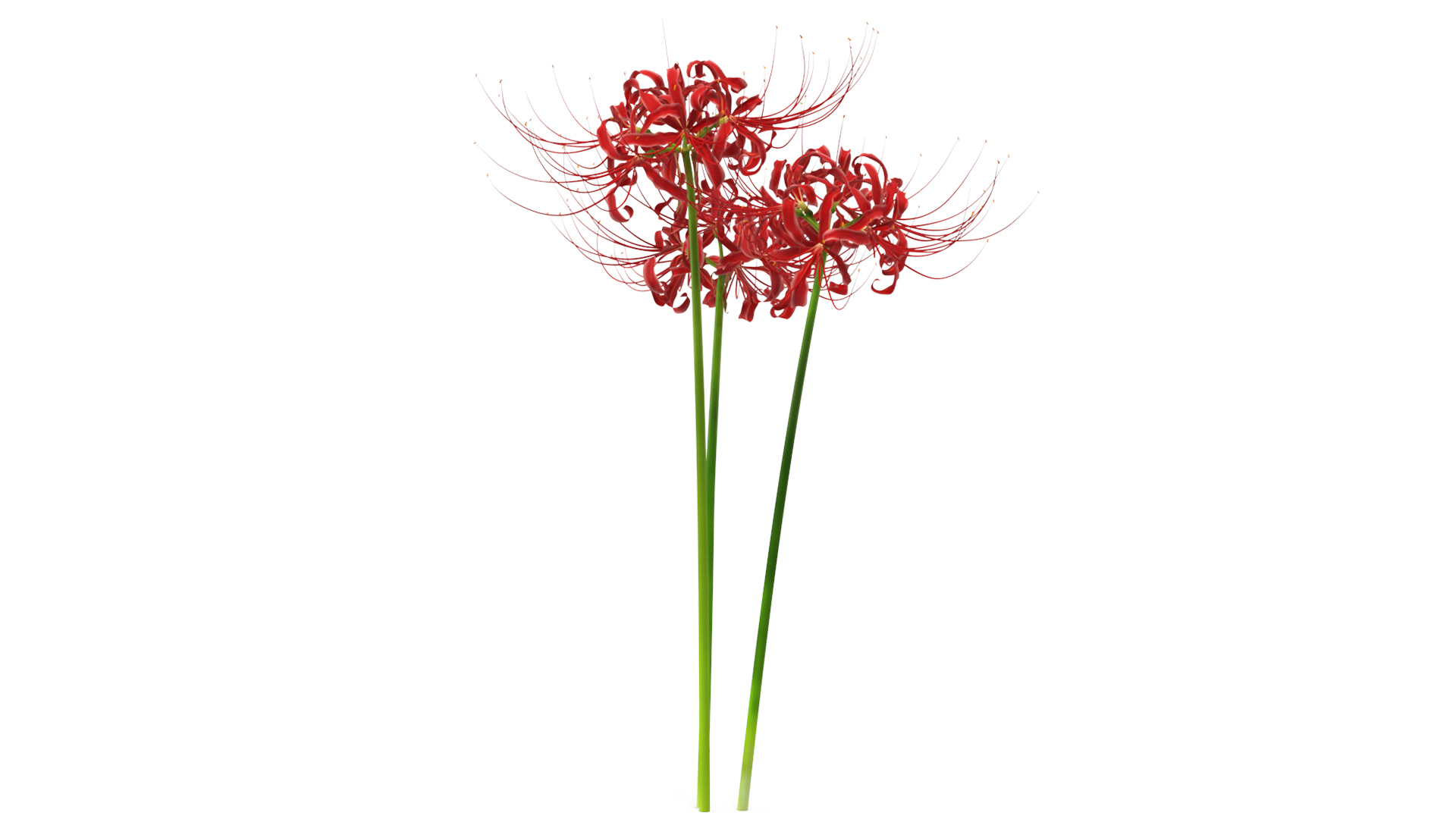 Spider Lily Flowers Bouquet 3D