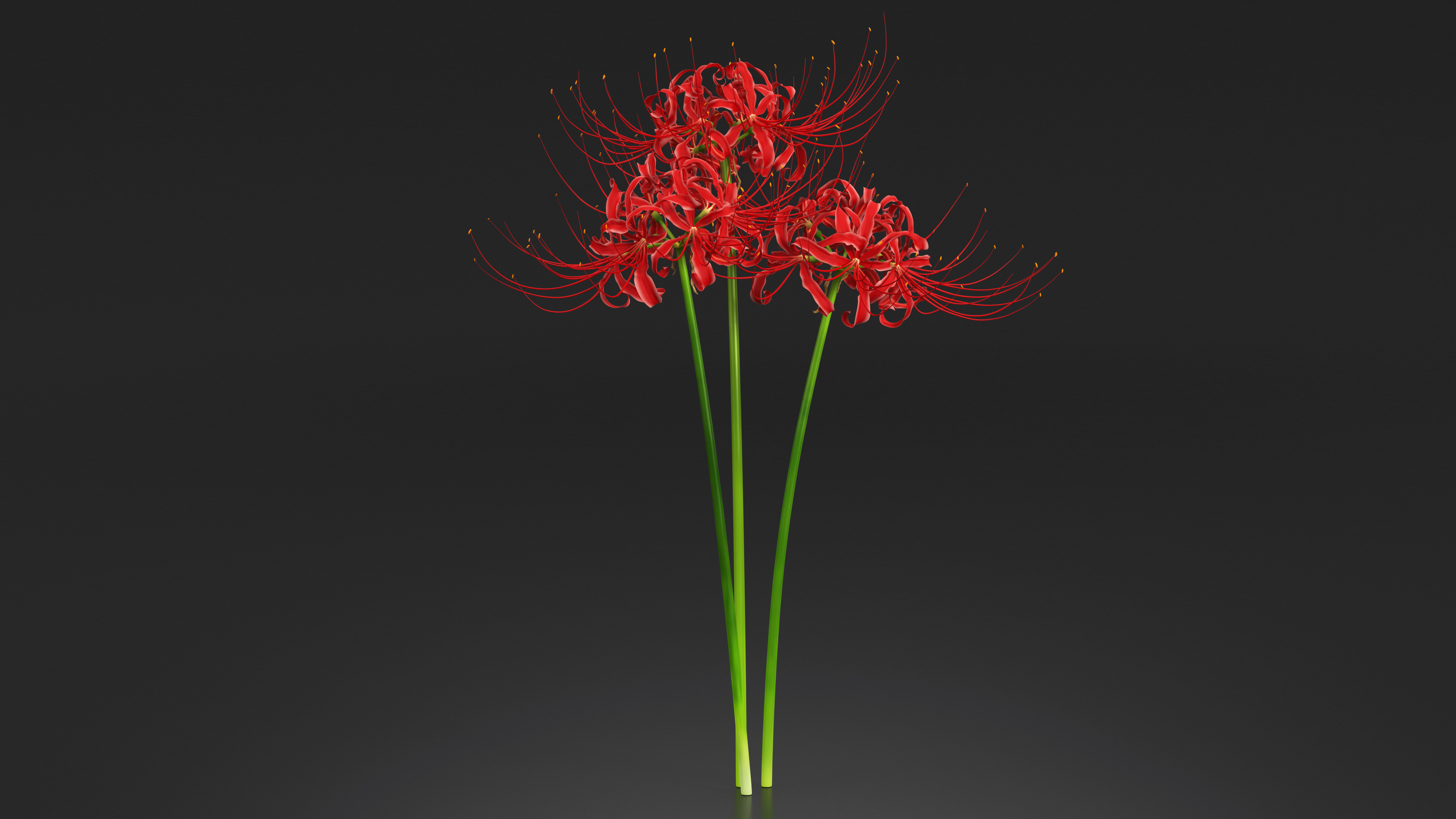 Spider Lily Flowers Bouquet 3D