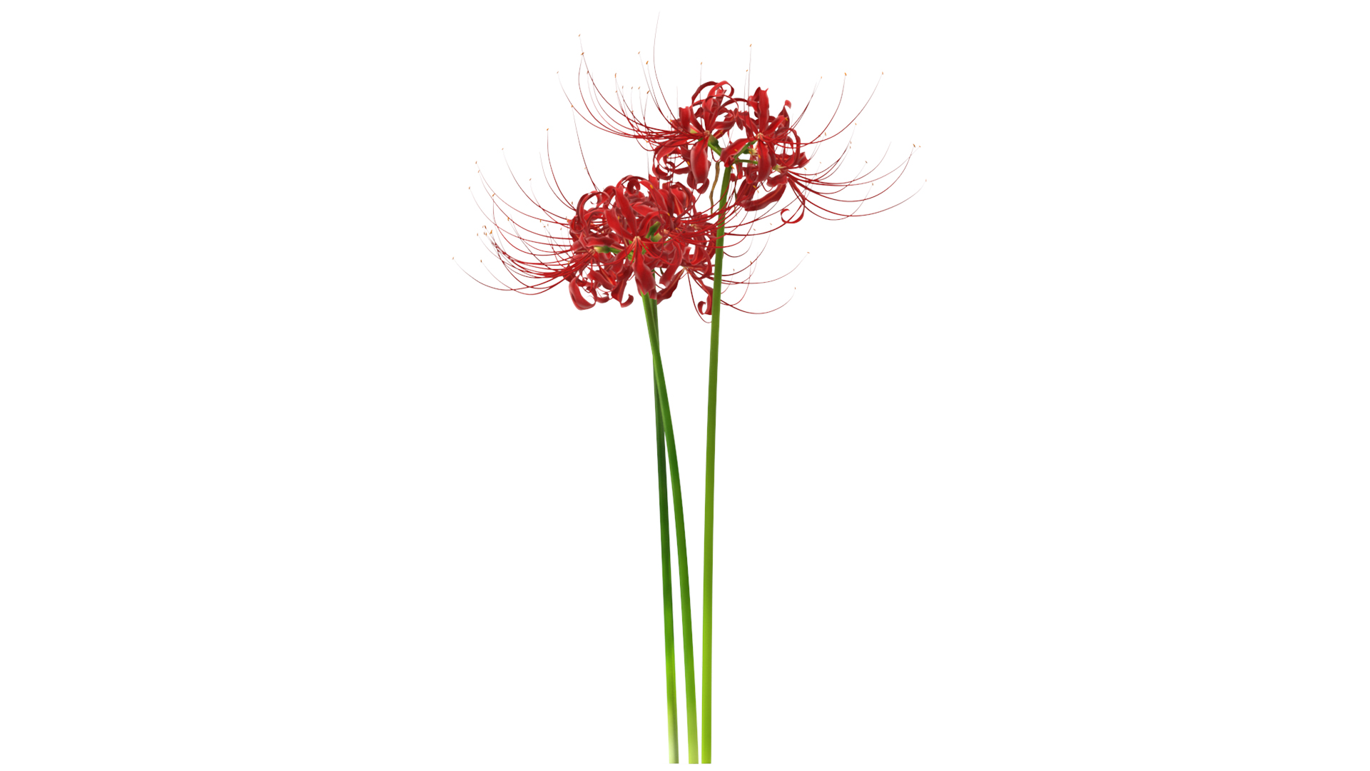 Spider Lily Flowers Bouquet 3D