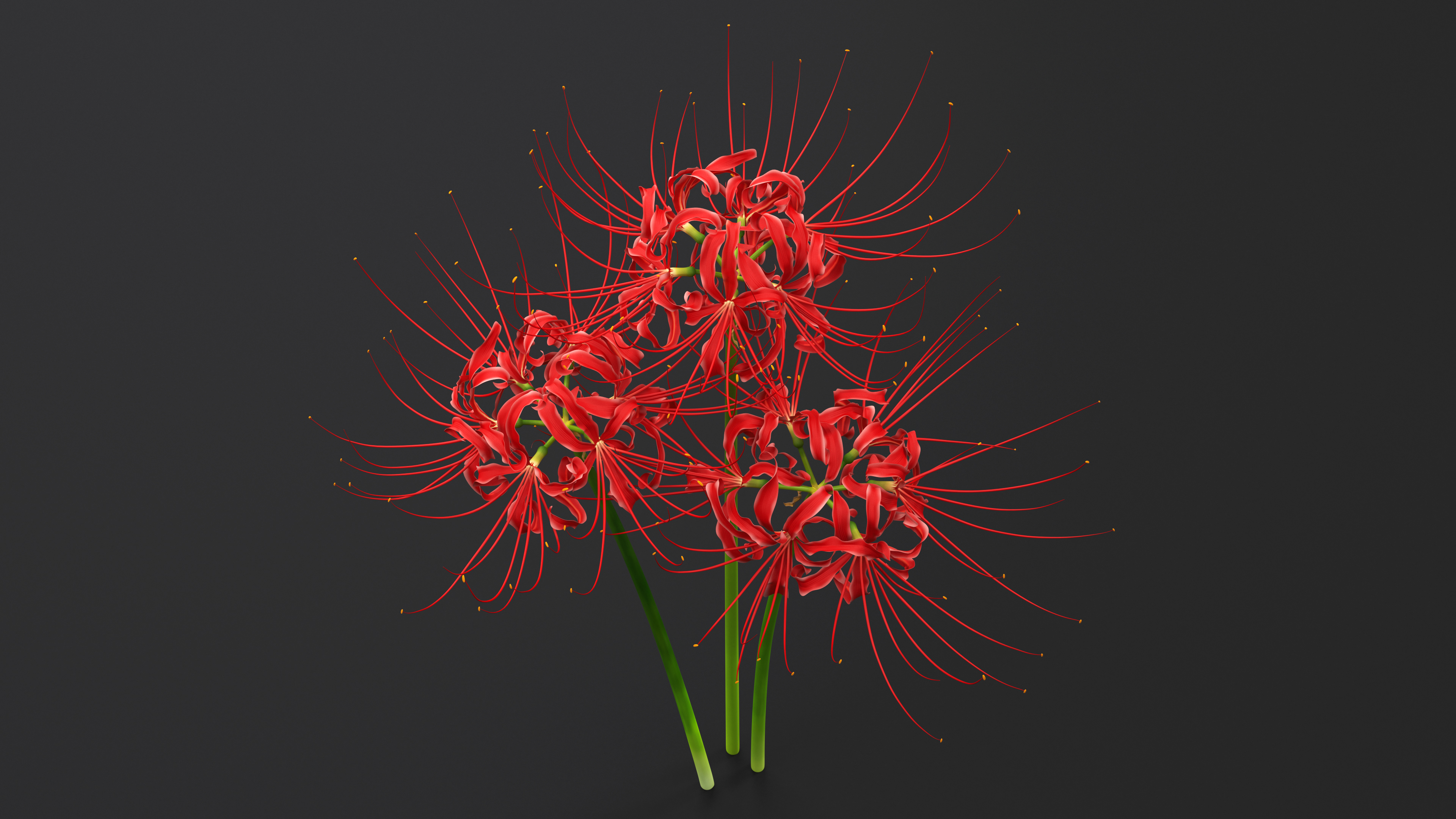 Spider Lily Flowers Bouquet 3D
