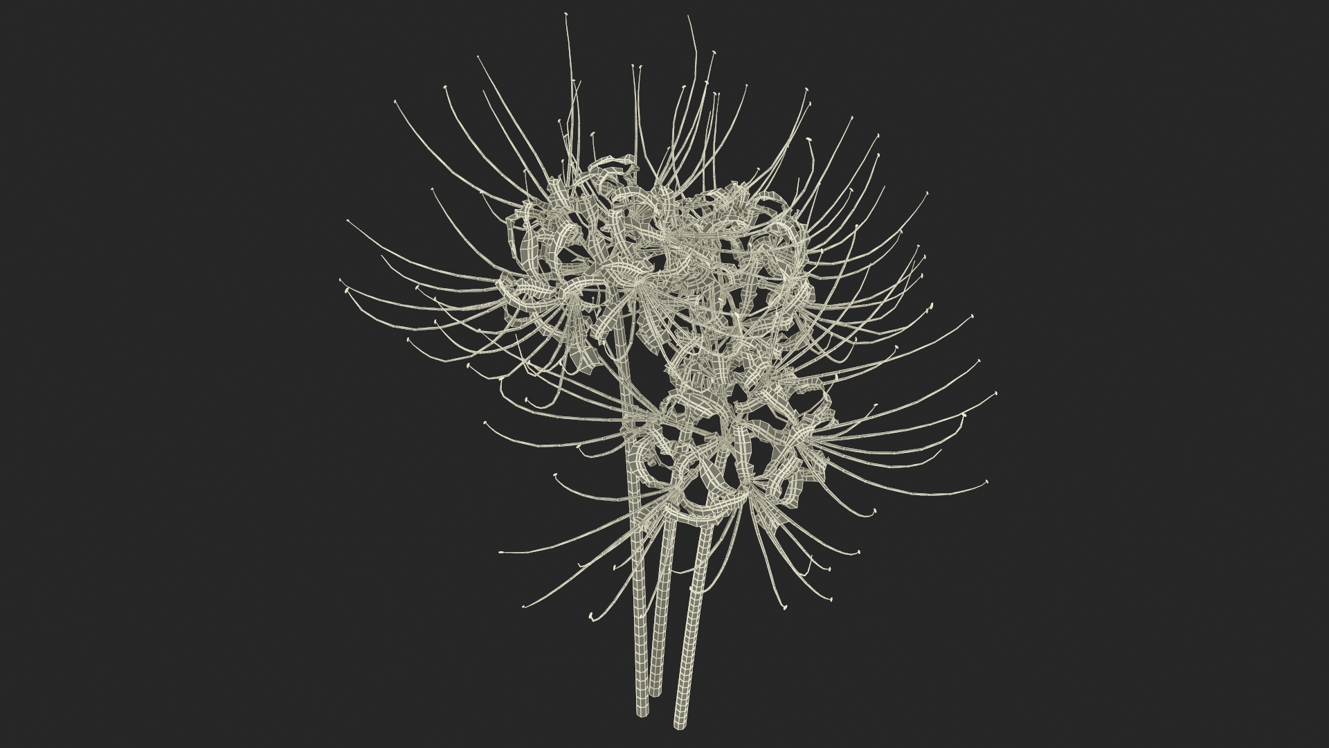 Spider Lily Flowers Bouquet 3D