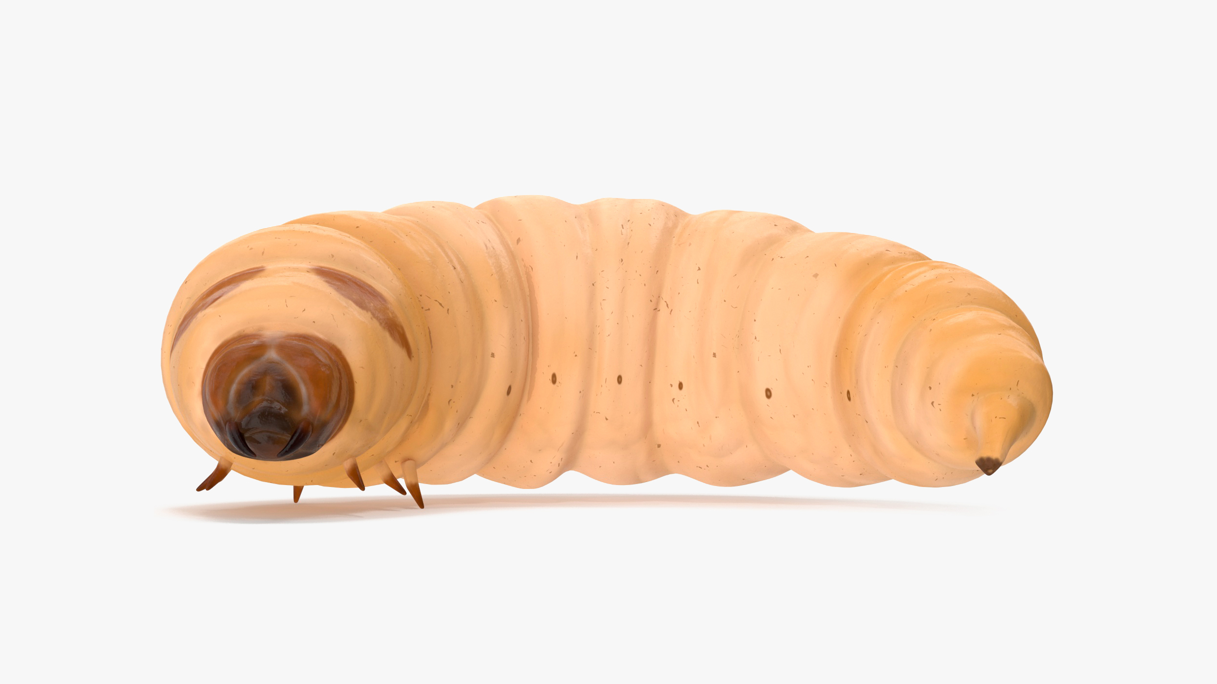 3D Maggot Fly Rigged for Maya