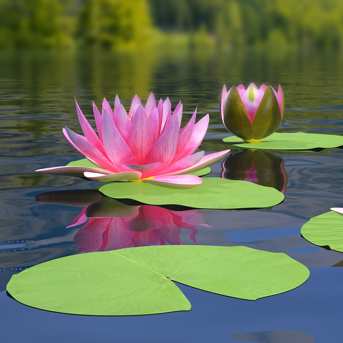 Set of Water Lily Leaves 3D model preview