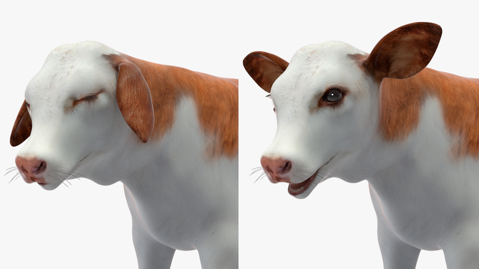 3D model Cow Calf Rigged