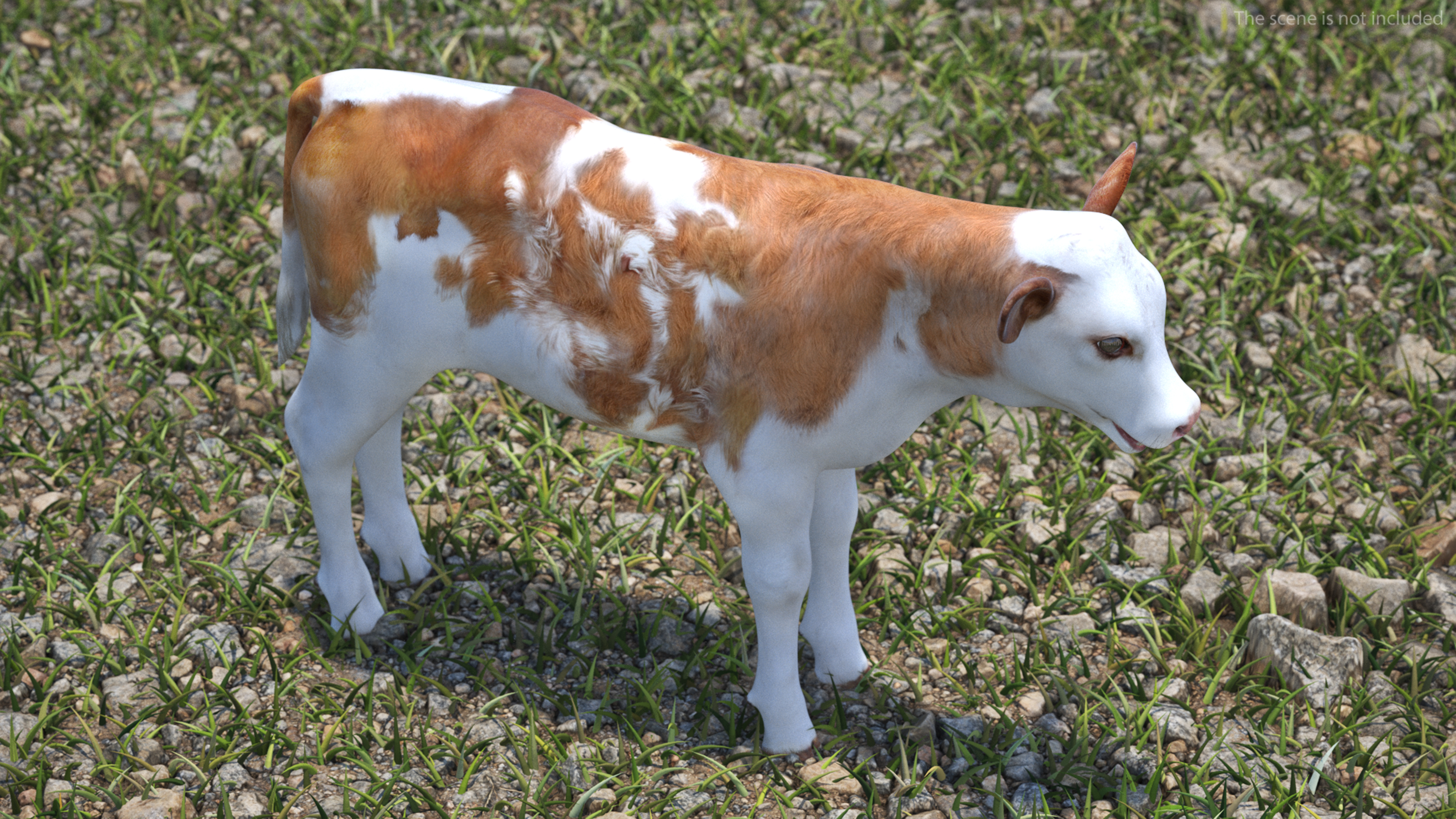3D model Cow Calf Rigged