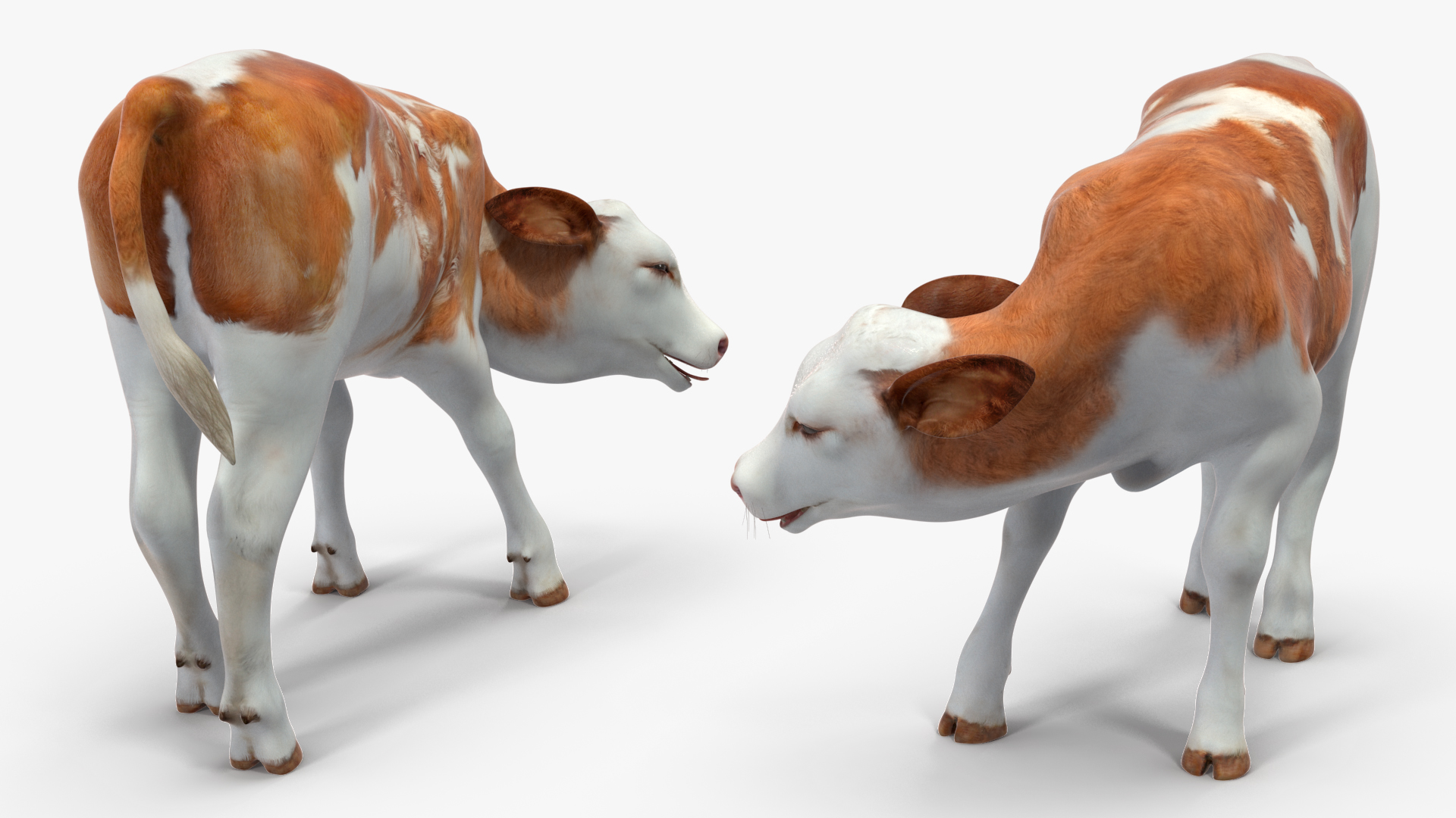 3D model Cow Calf Rigged