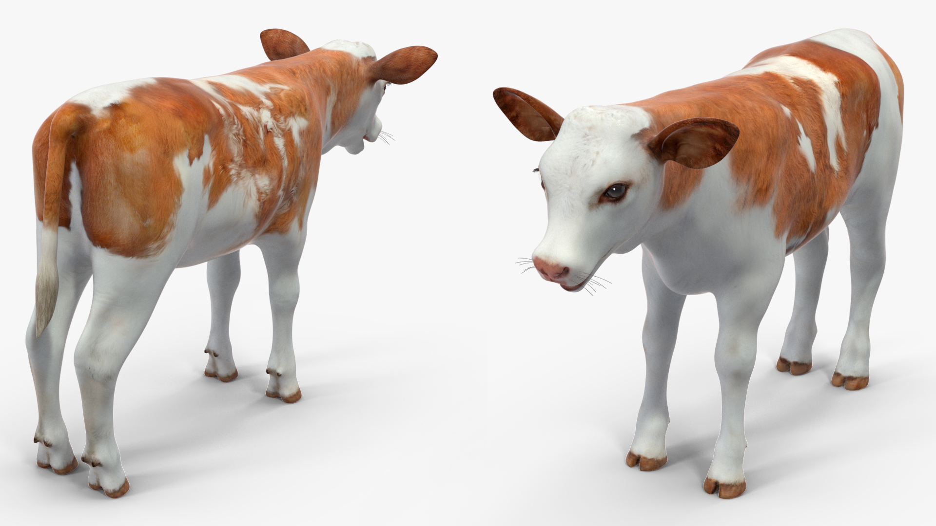 3D model Cow Calf Rigged