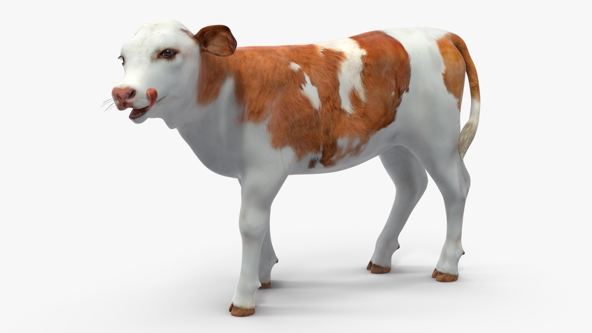 3D model Cow Calf Rigged