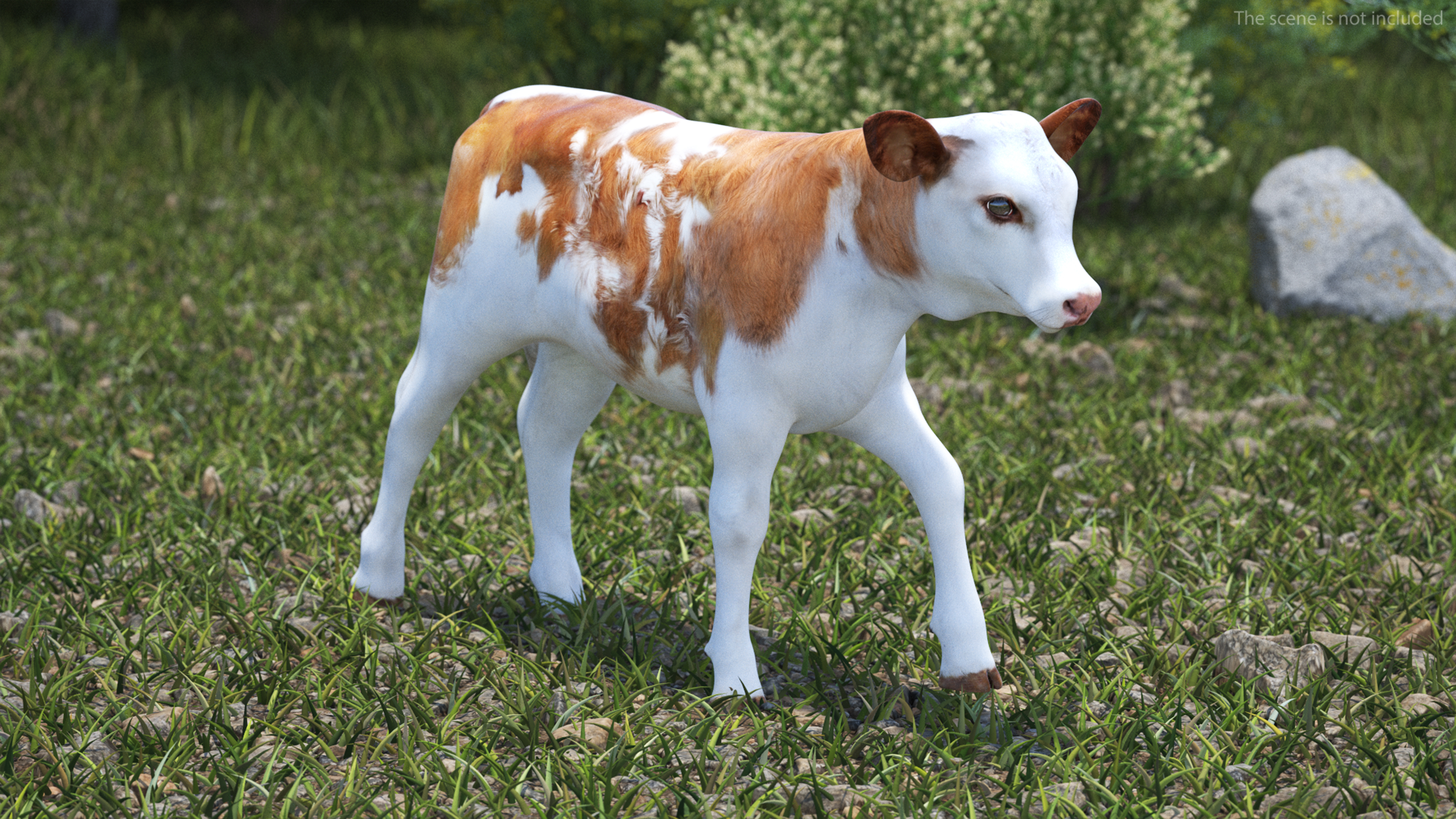 3D model Cow Calf Rigged
