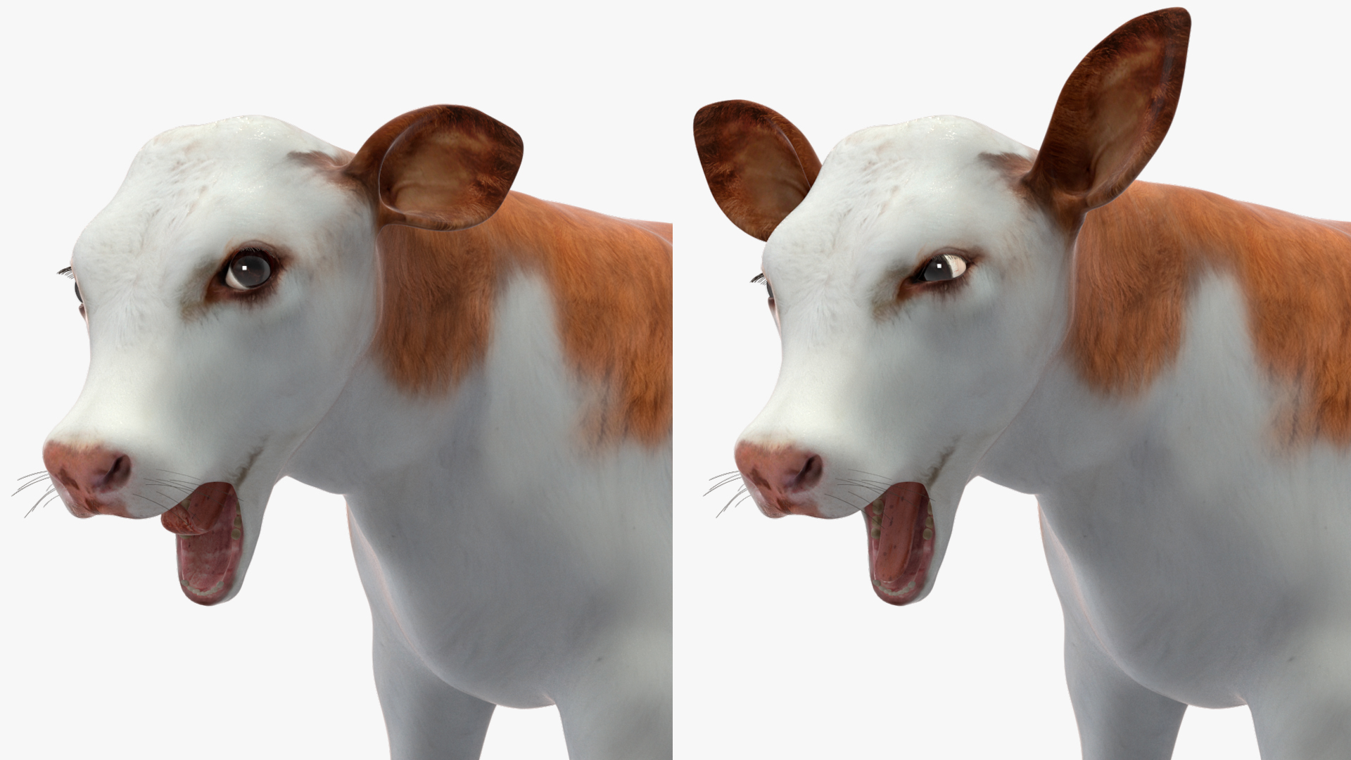 3D model Cow Calf Rigged