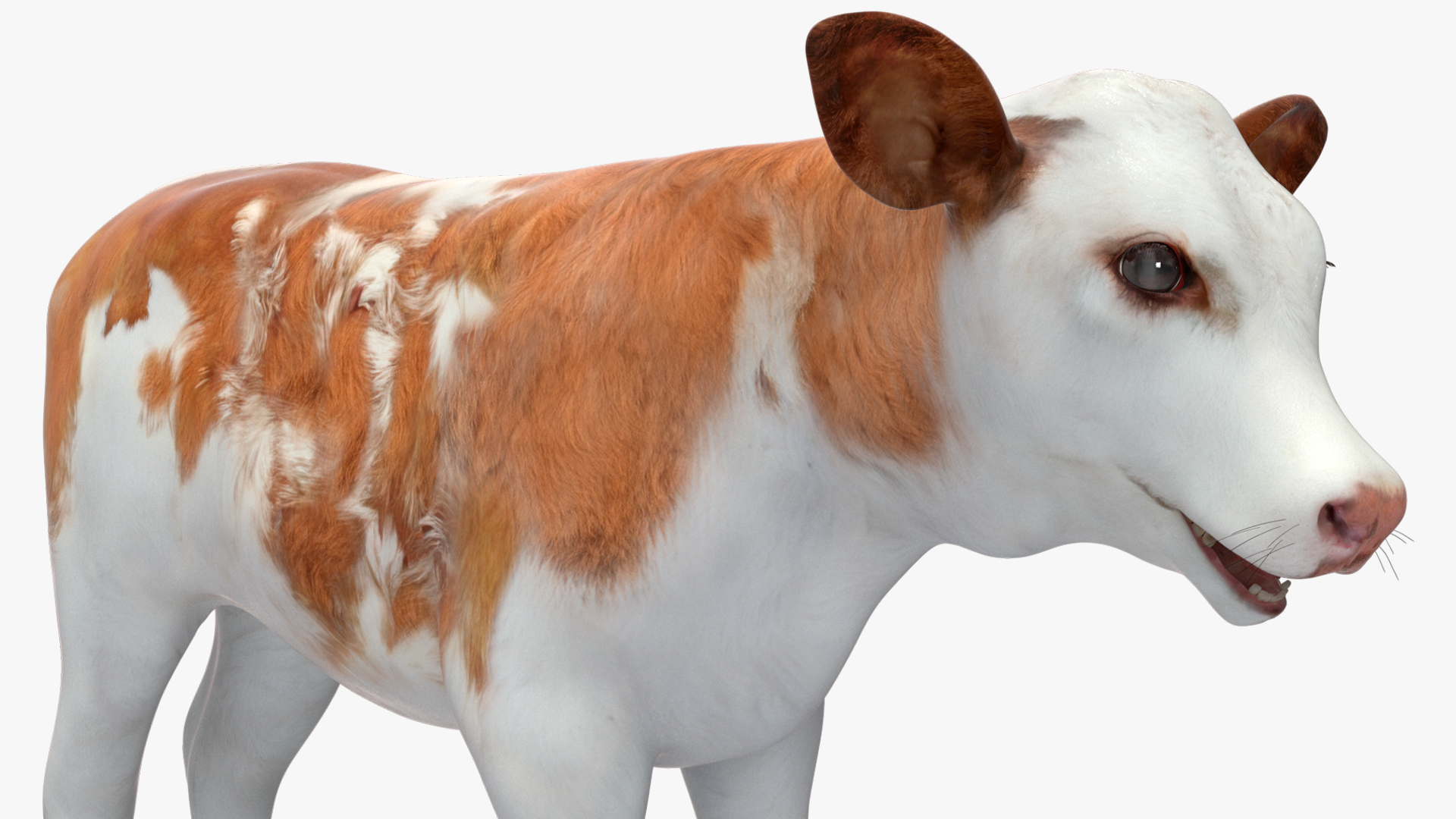 3D model Cow Calf Rigged