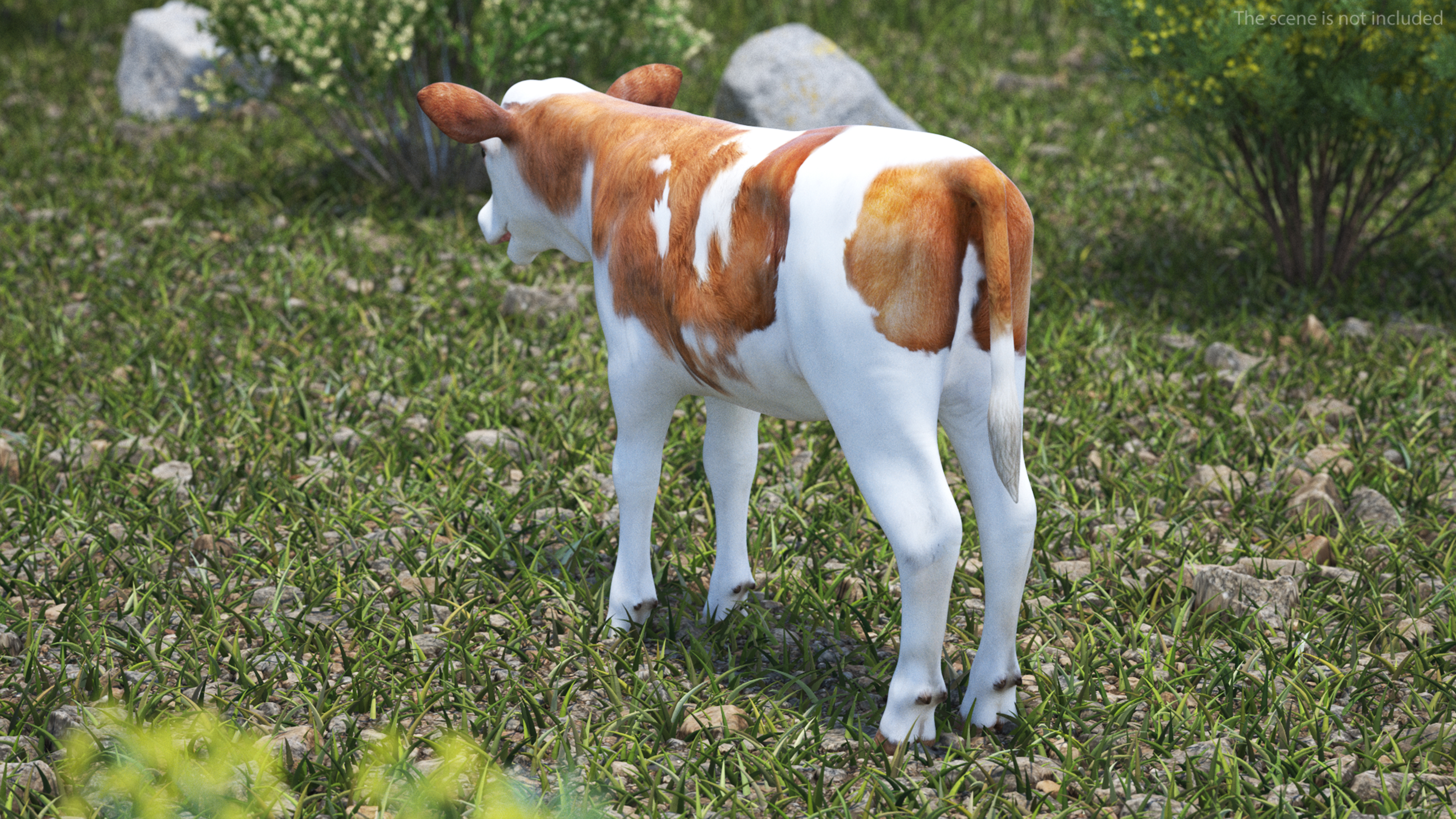 3D model Cow Calf Rigged