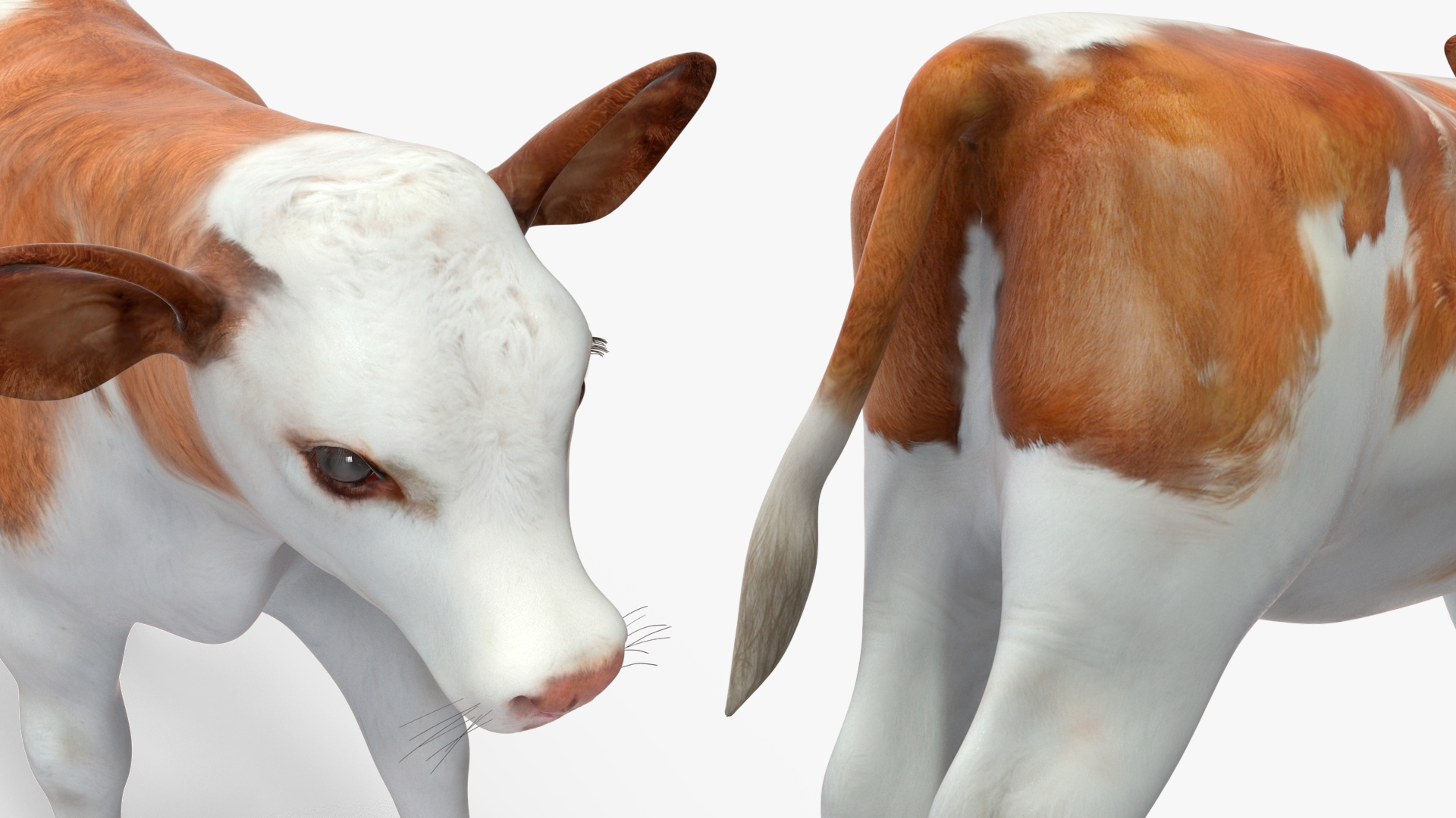 3D model Cow Calf Rigged