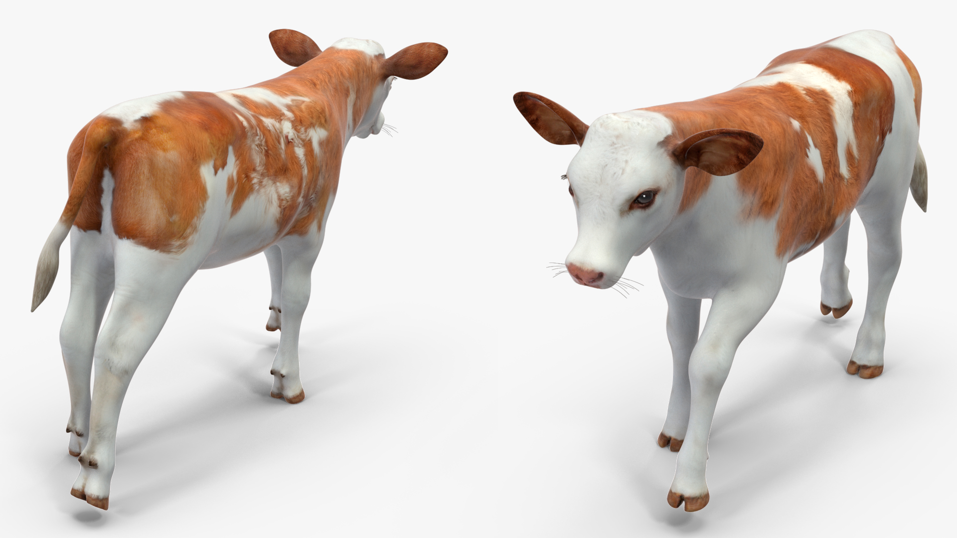 3D model Cow Calf Rigged