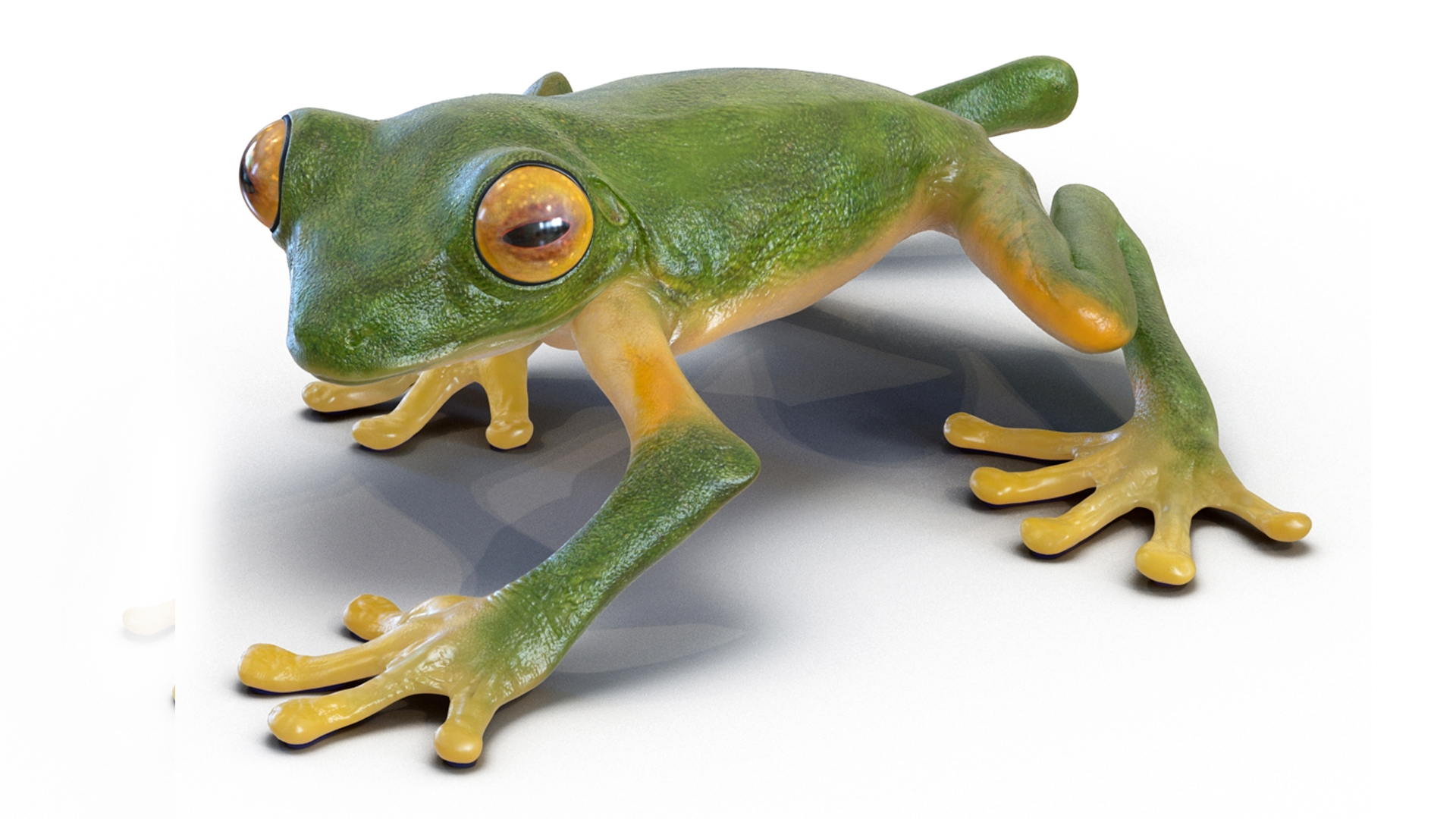 3D model Realistic Tree Frog Rigged for Maya