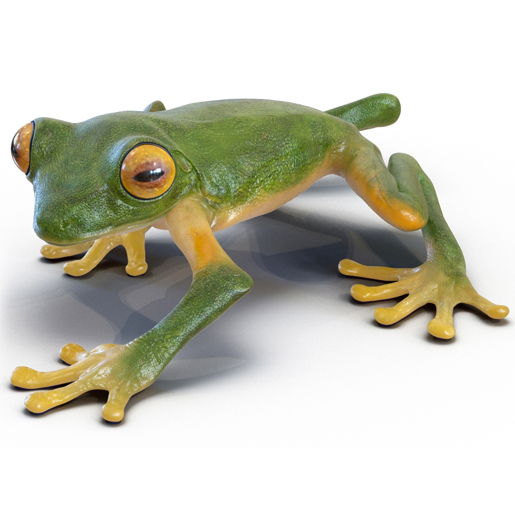 3D model Realistic Tree Frog Rigged for Maya