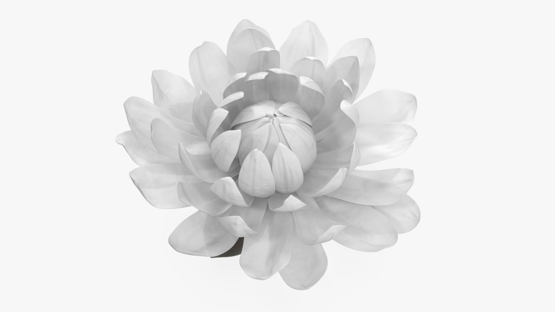 3D model Flower Victoria Amazonica