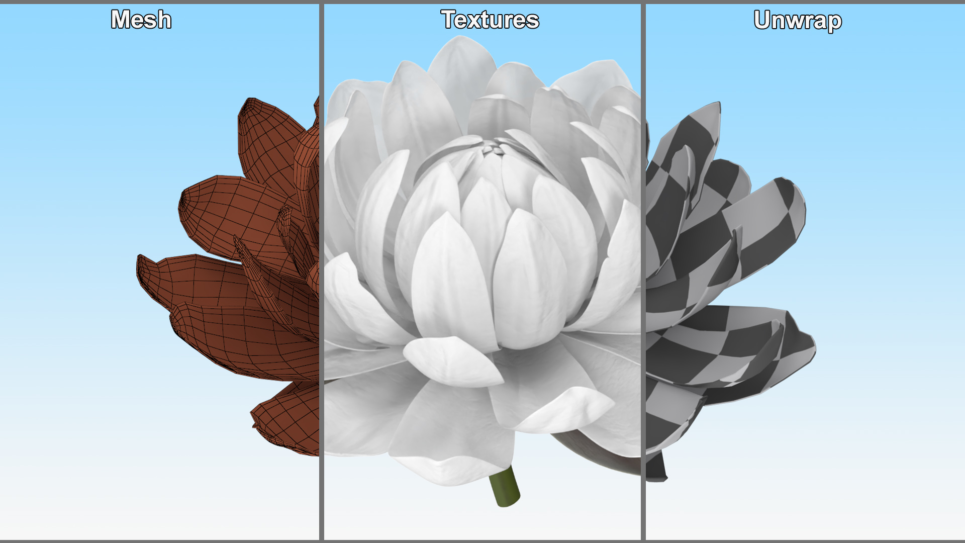 3D model Flower Victoria Amazonica