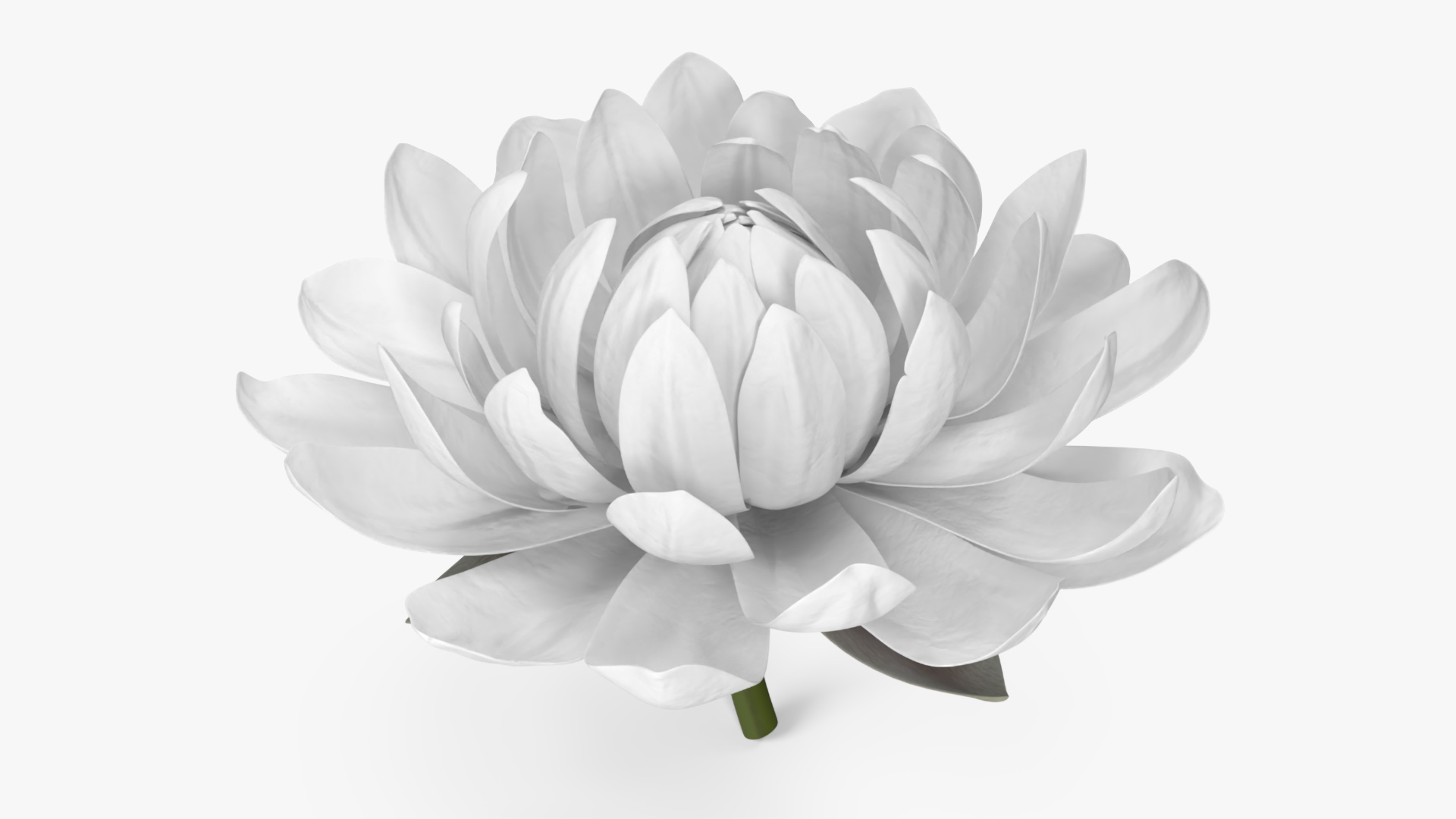 3D model Flower Victoria Amazonica