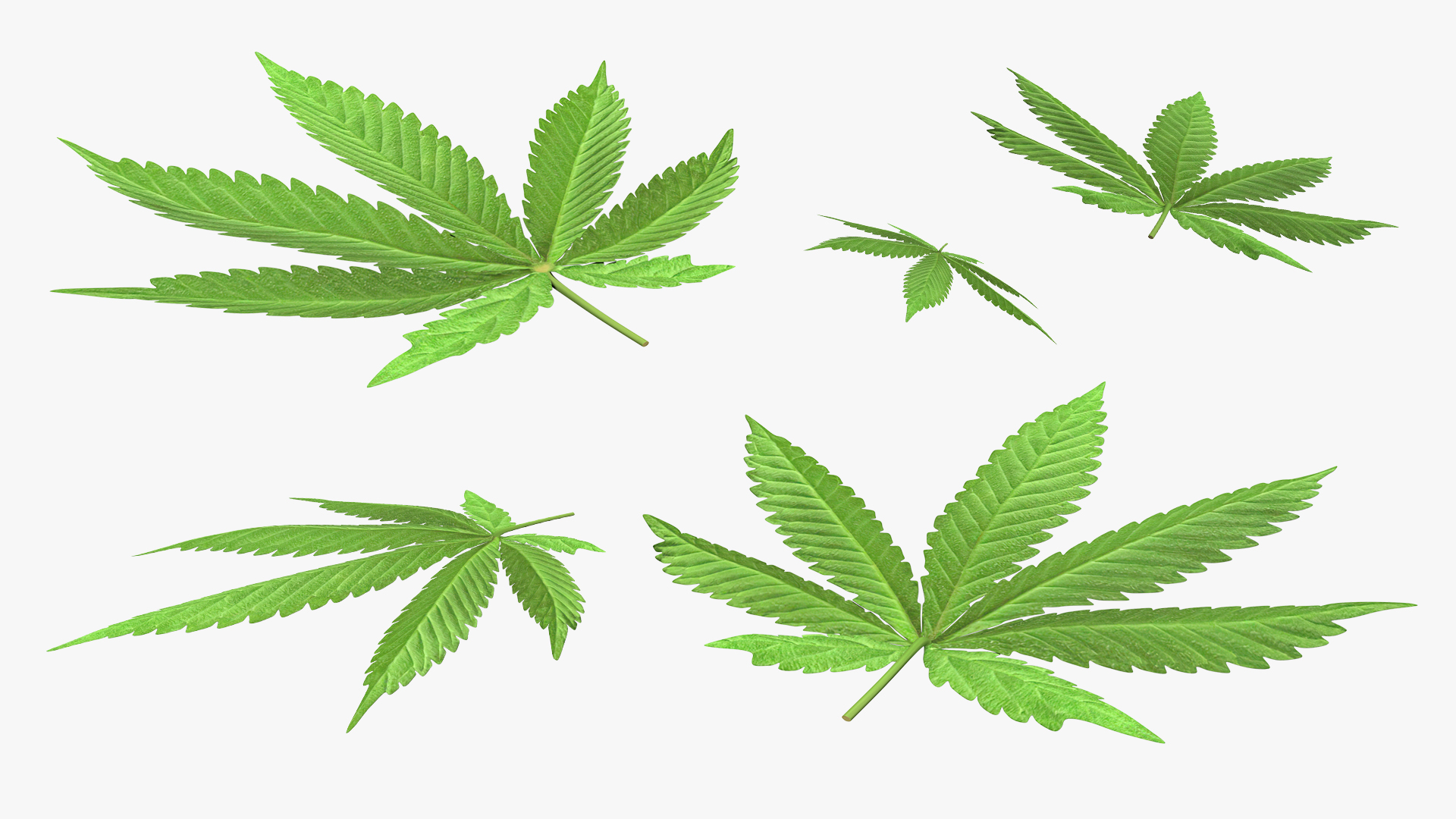 3D Cannabis Leaf model
