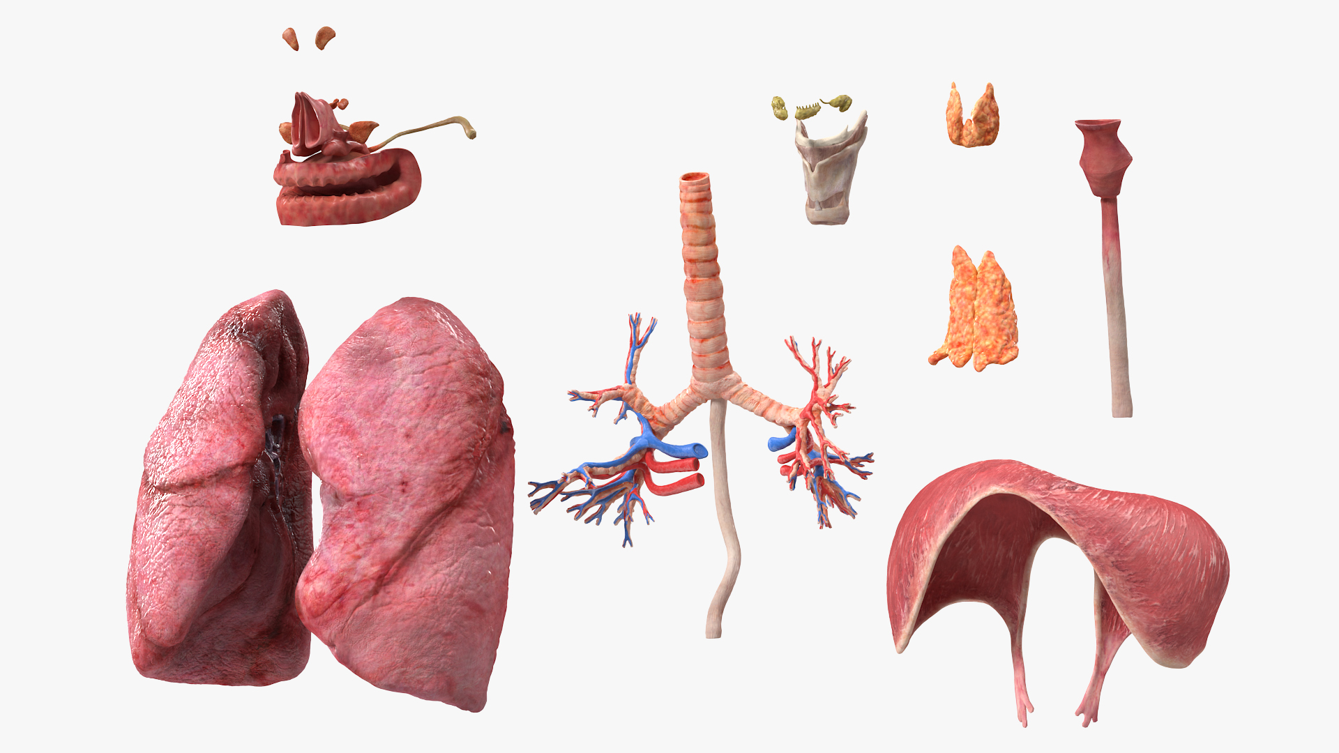 3D model Female Respiratory System