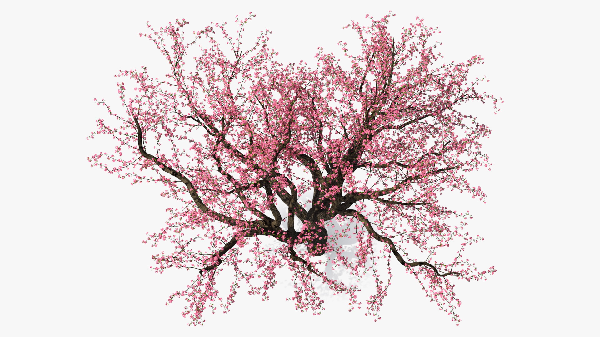 Blooming Peach Tree 3D model