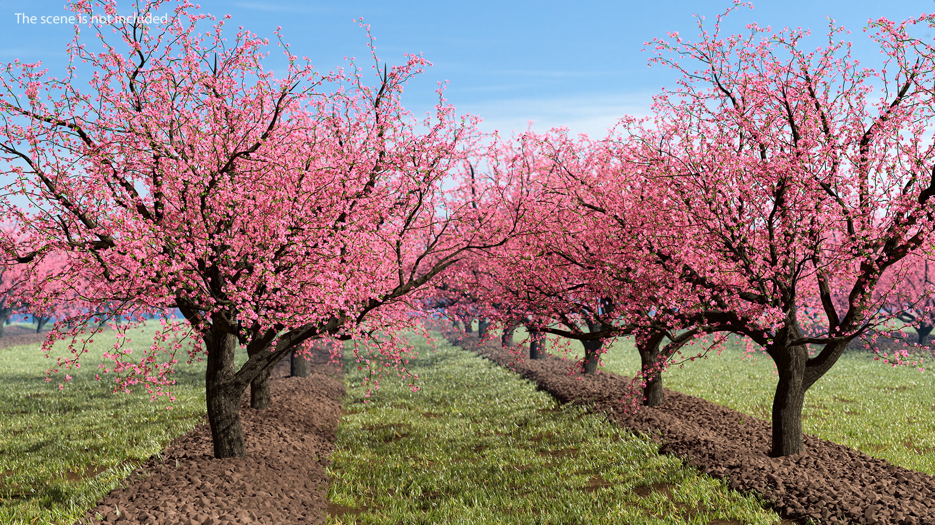 Blooming Peach Tree 3D model