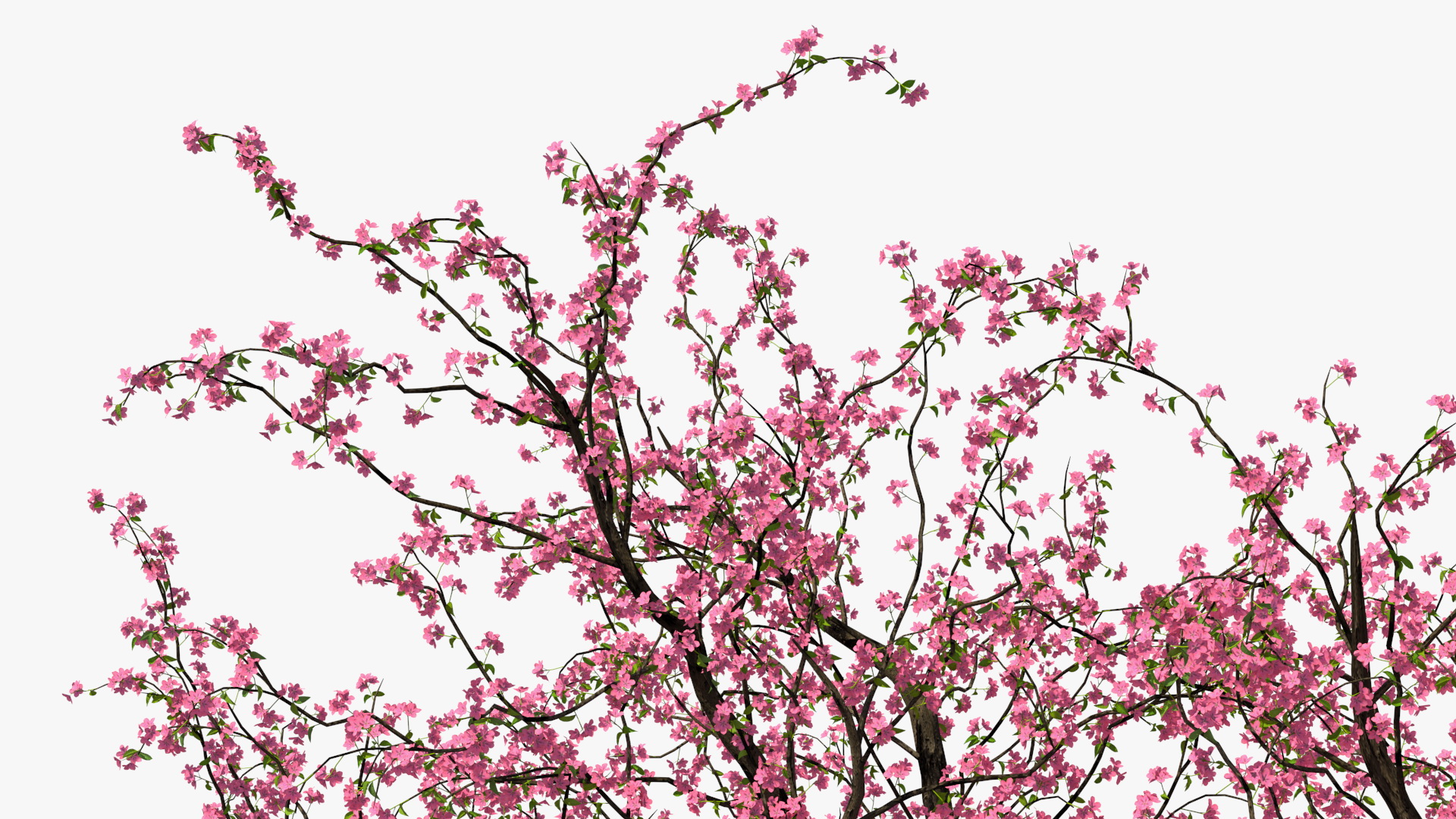 Blooming Peach Tree 3D model