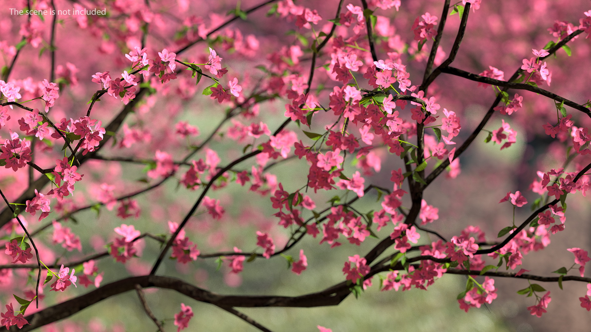 Blooming Peach Tree 3D model
