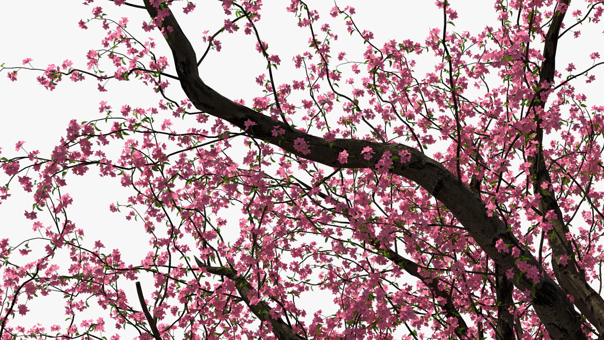 Blooming Peach Tree 3D model