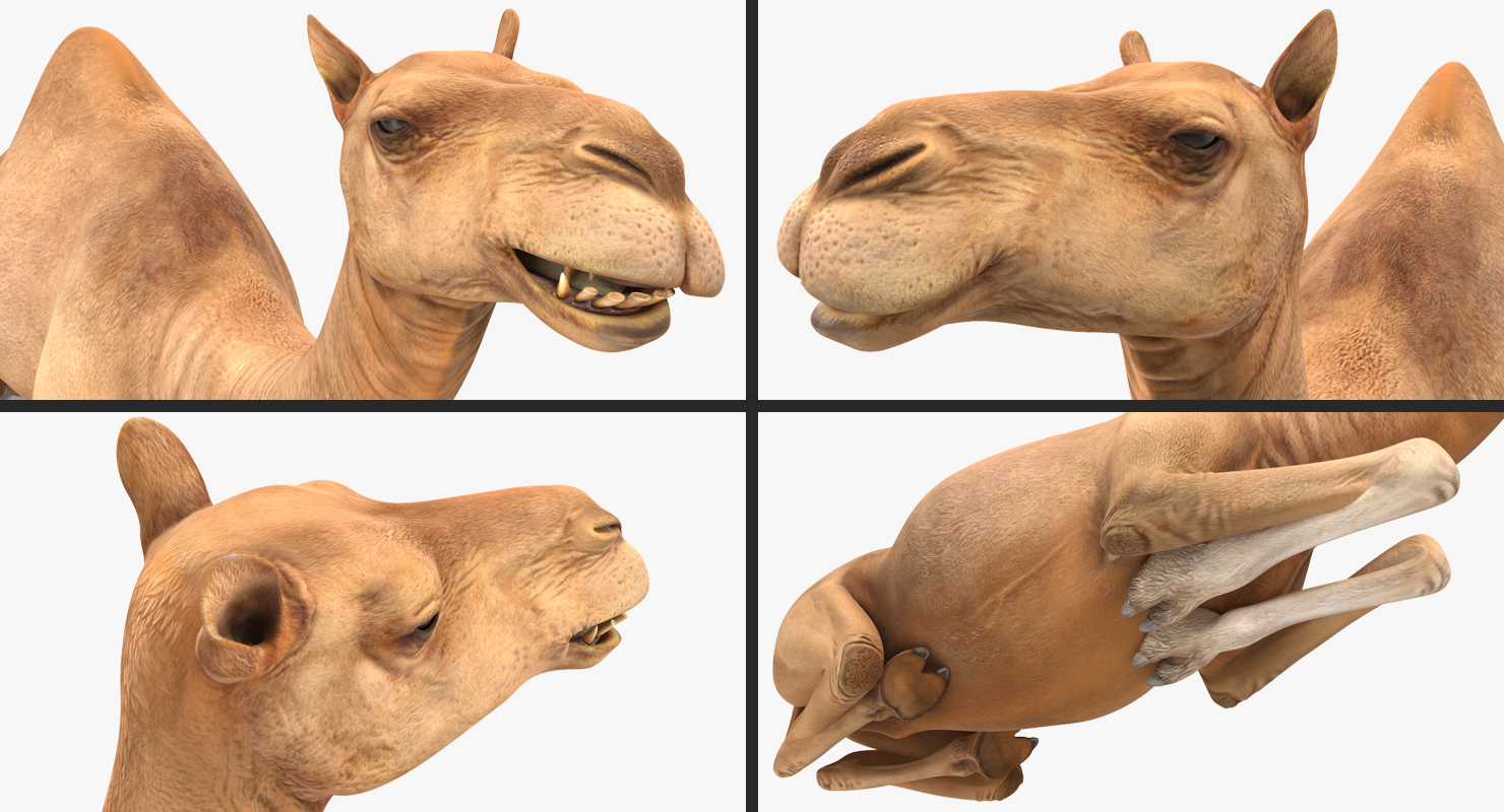 Camel Rigged 3D