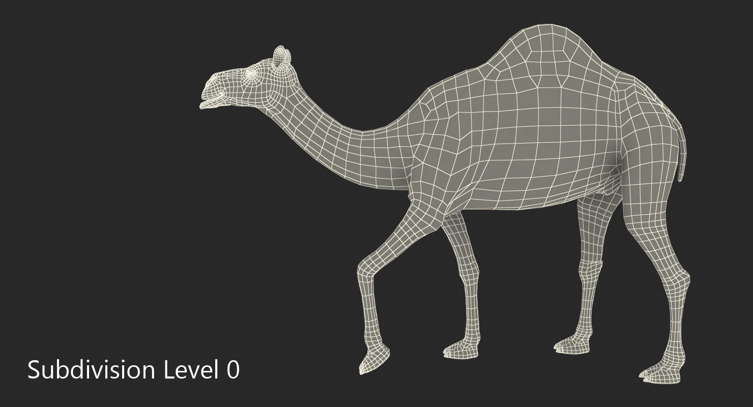 Camel Rigged 3D