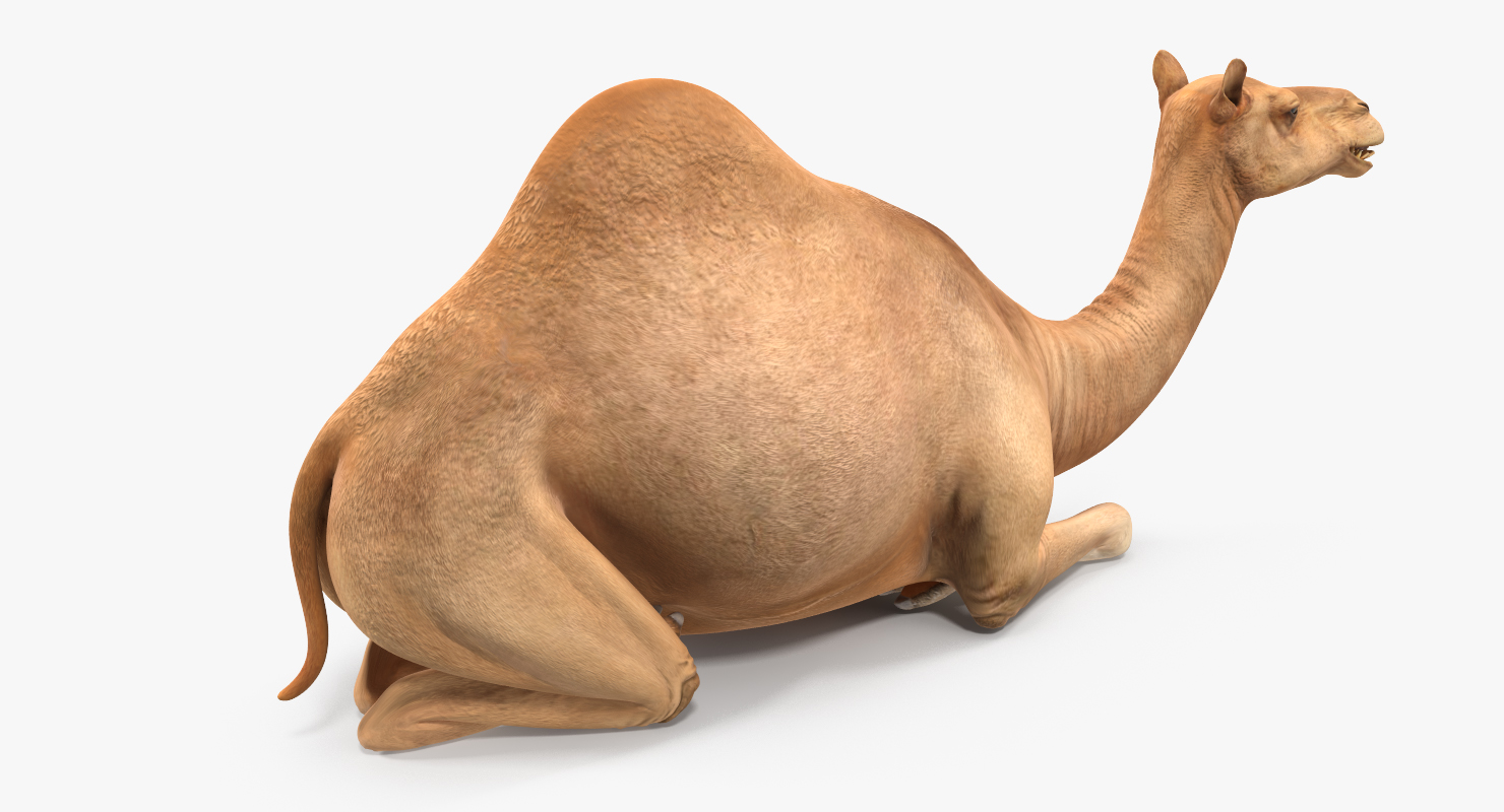 Camel Rigged 3D