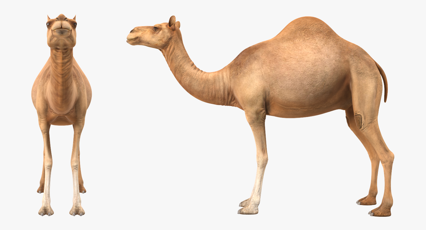 Camel Rigged 3D