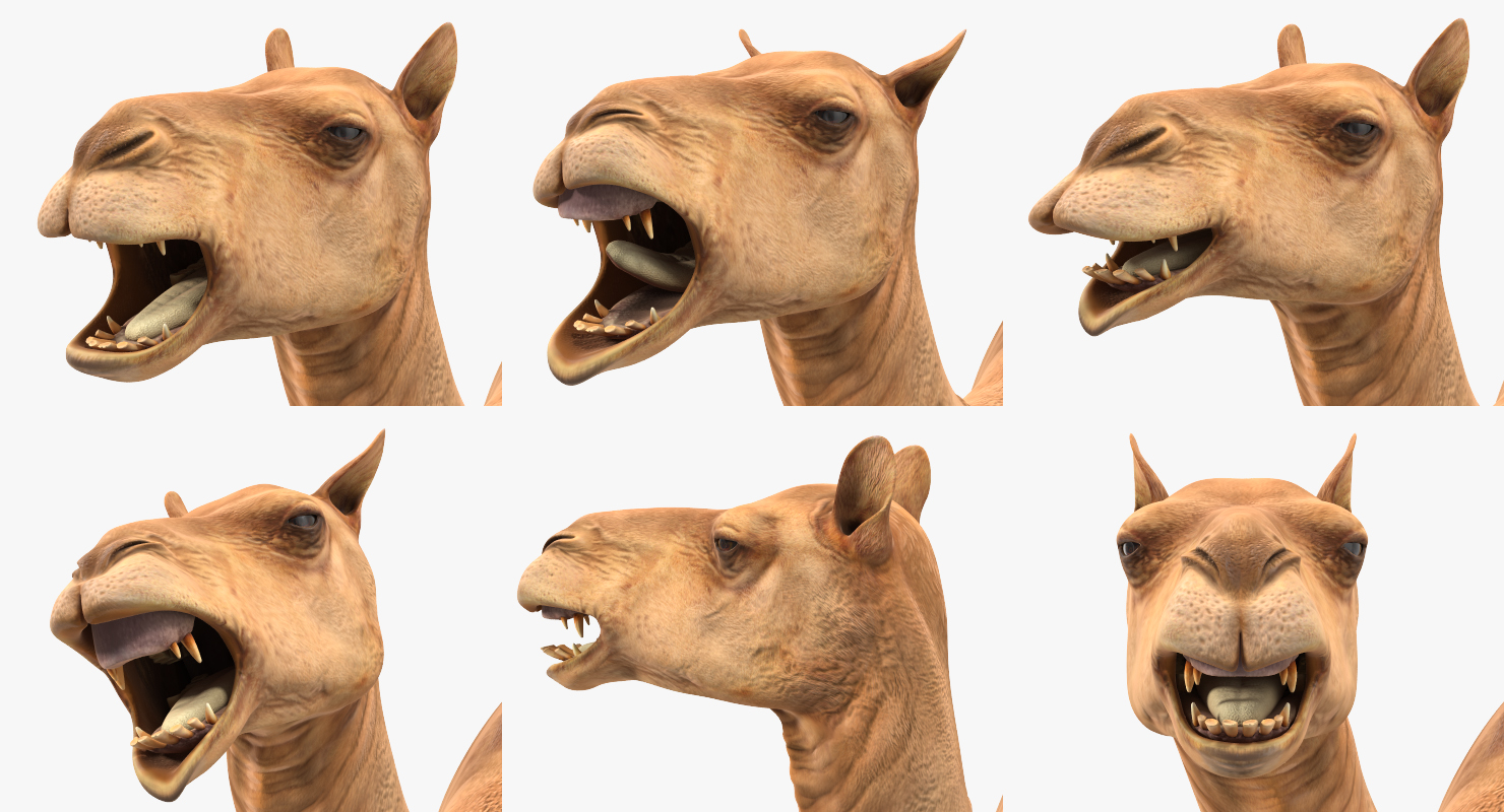 Camel Rigged 3D
