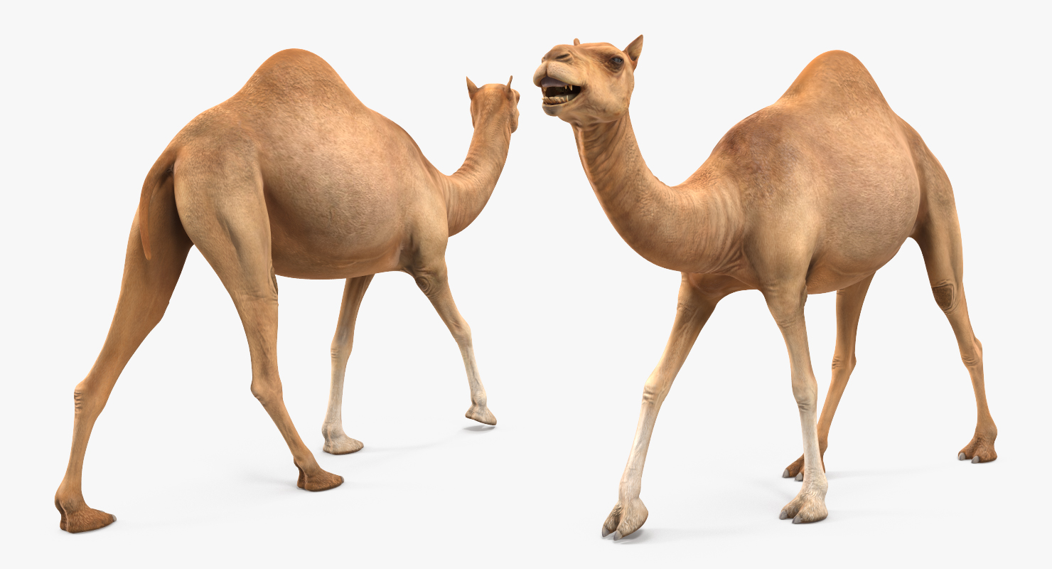 Camel Rigged 3D