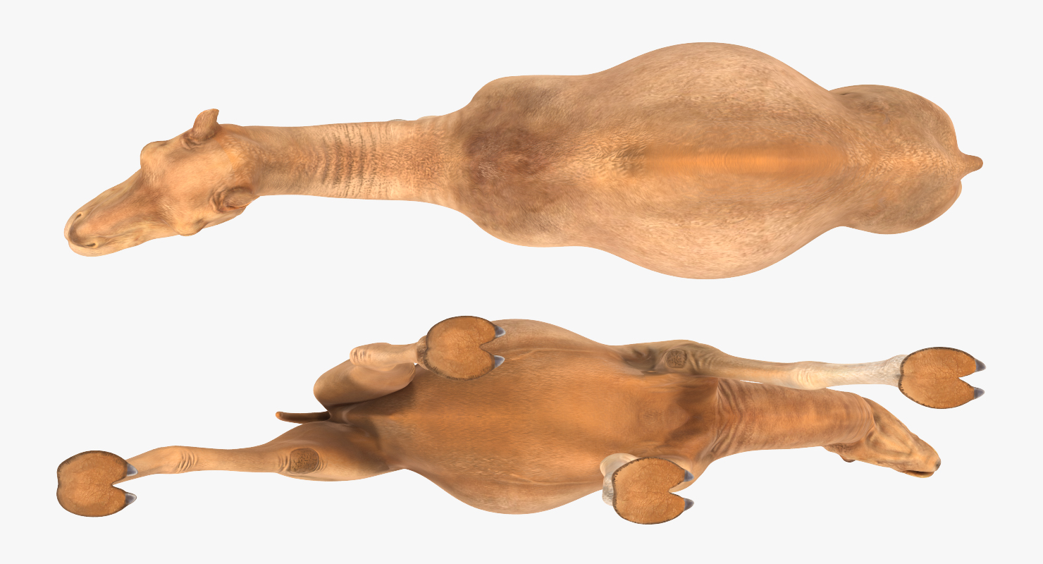 Camel Rigged 3D