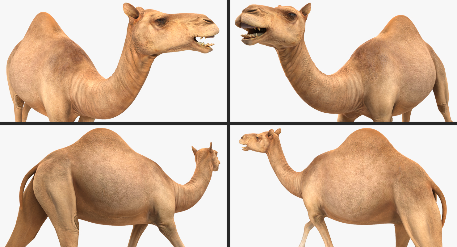 Camel Rigged 3D