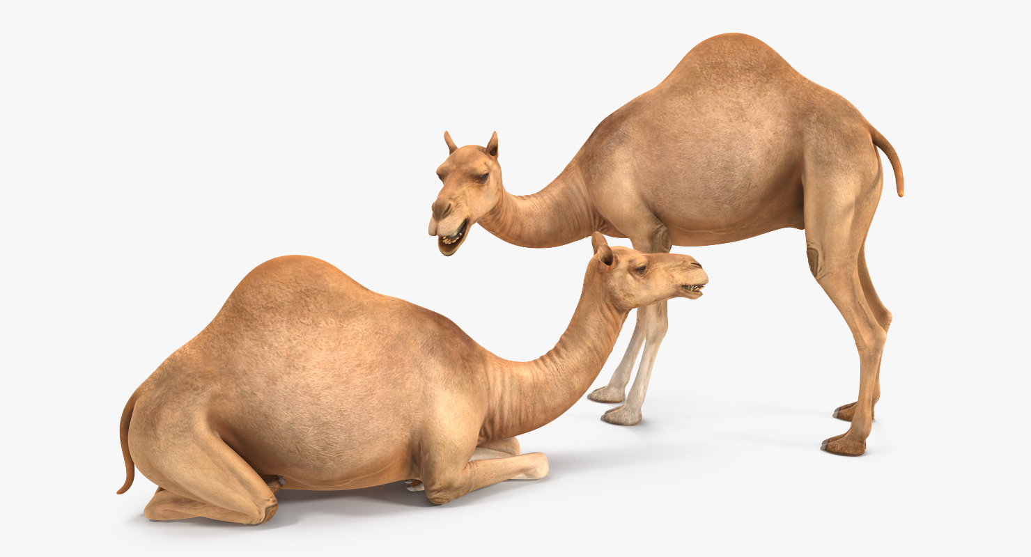 Camel Rigged 3D