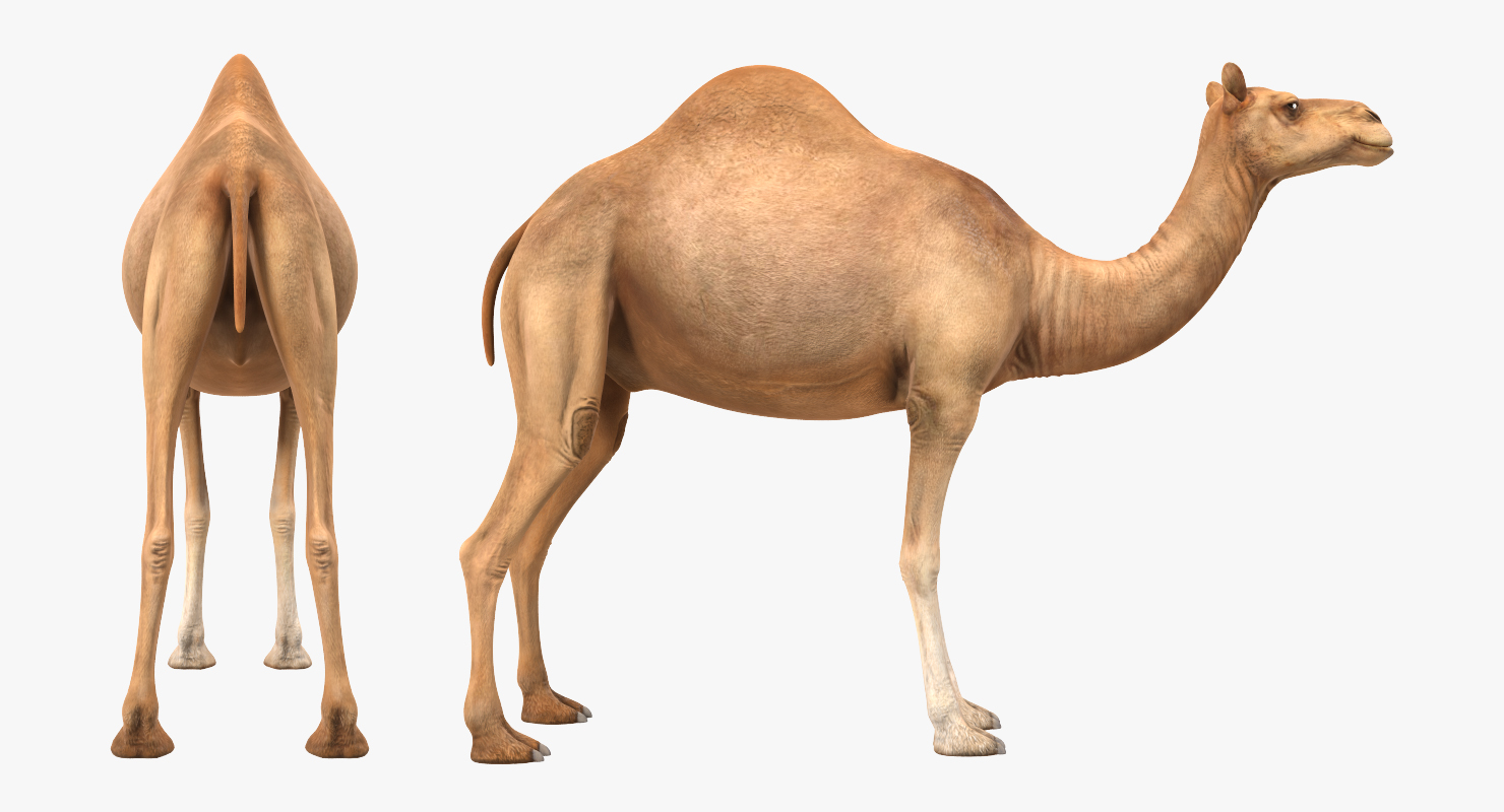 Camel Rigged 3D