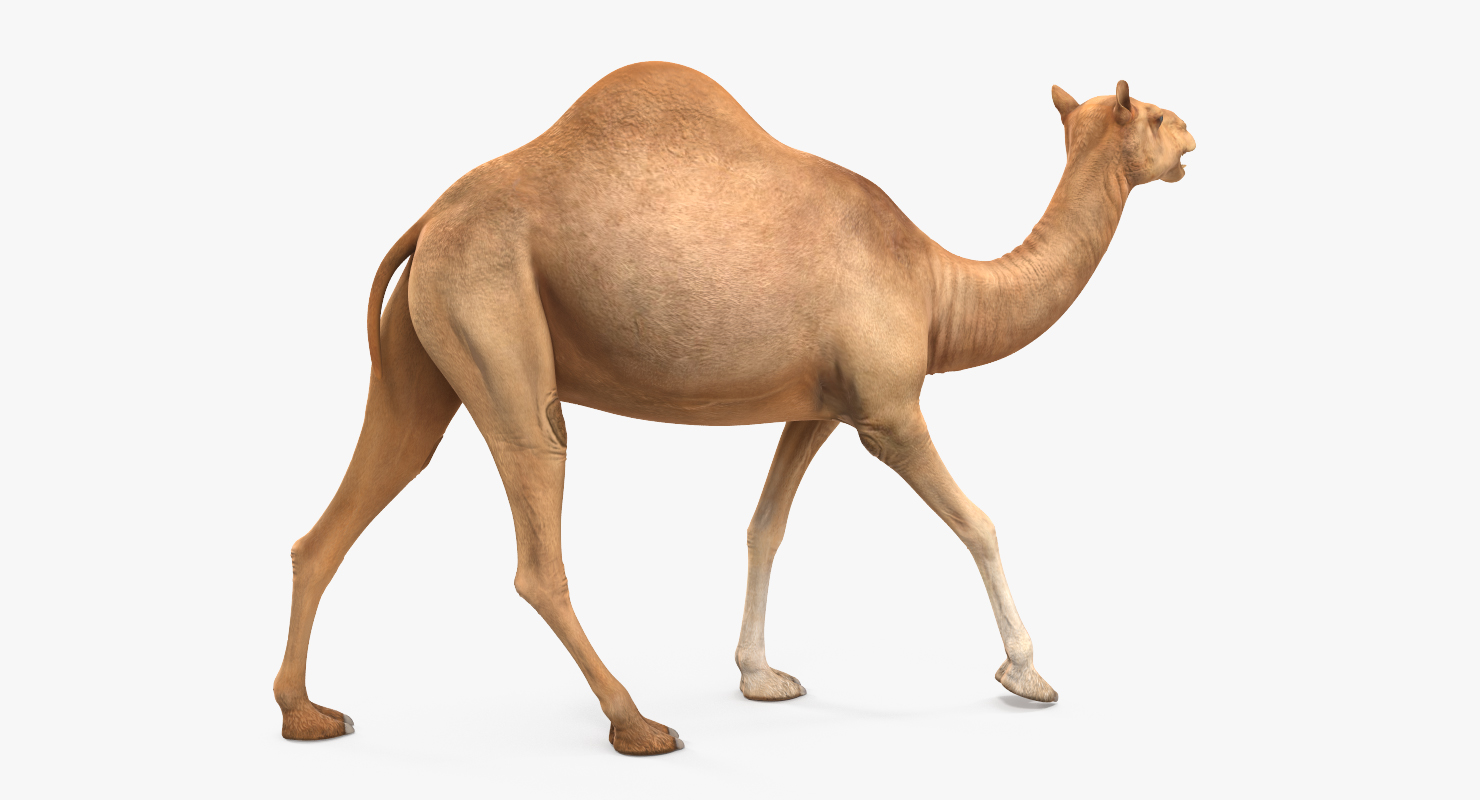 Camel Rigged 3D