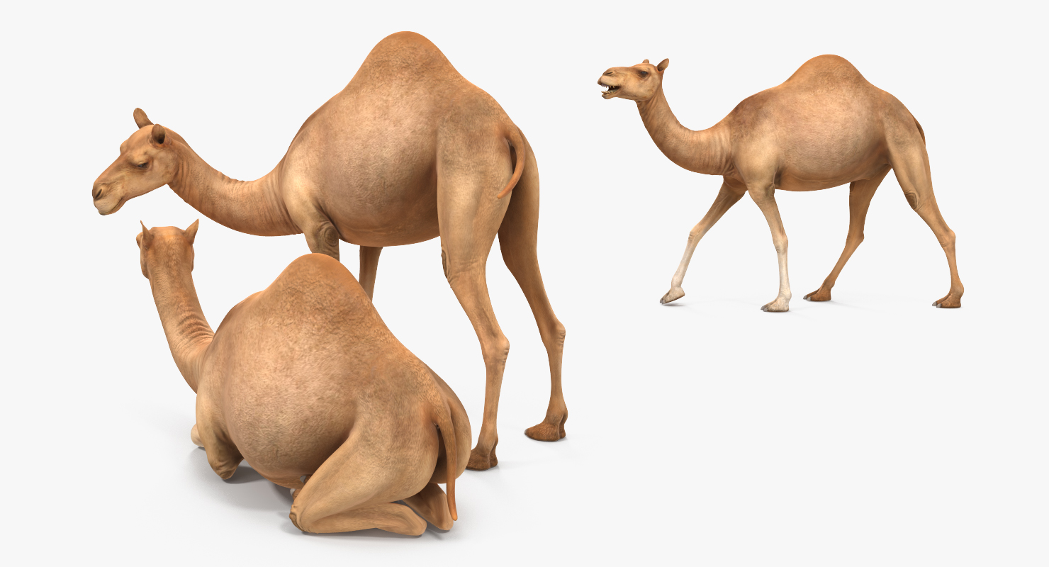 Camel Rigged 3D