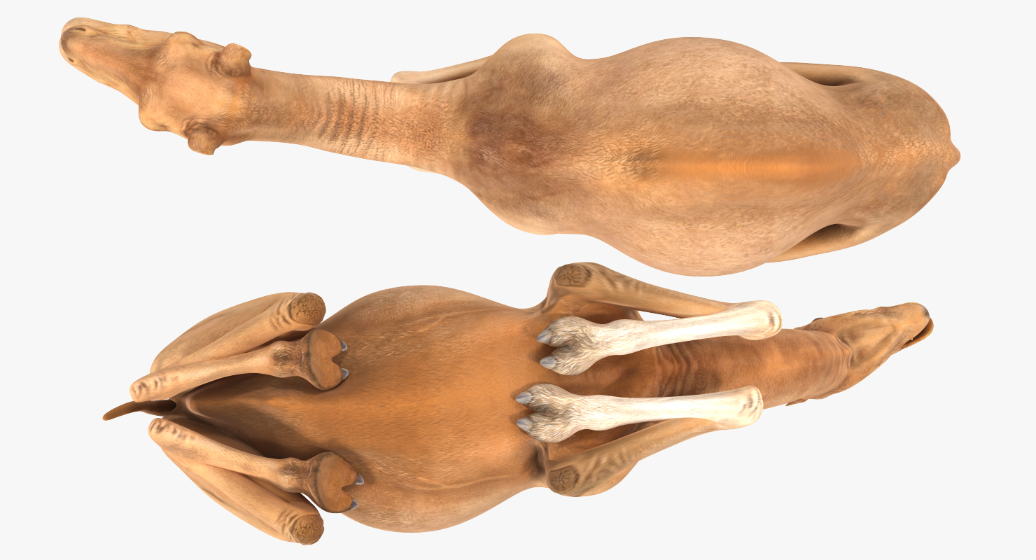 Camel Rigged 3D